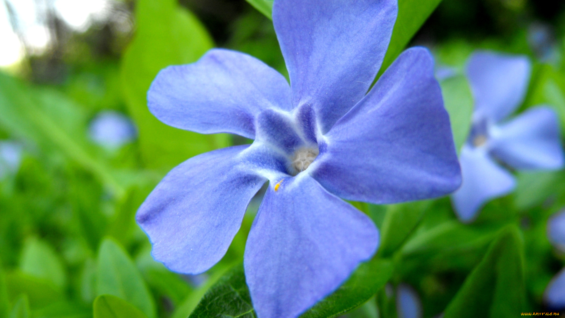 цветы, барвинок, голубой