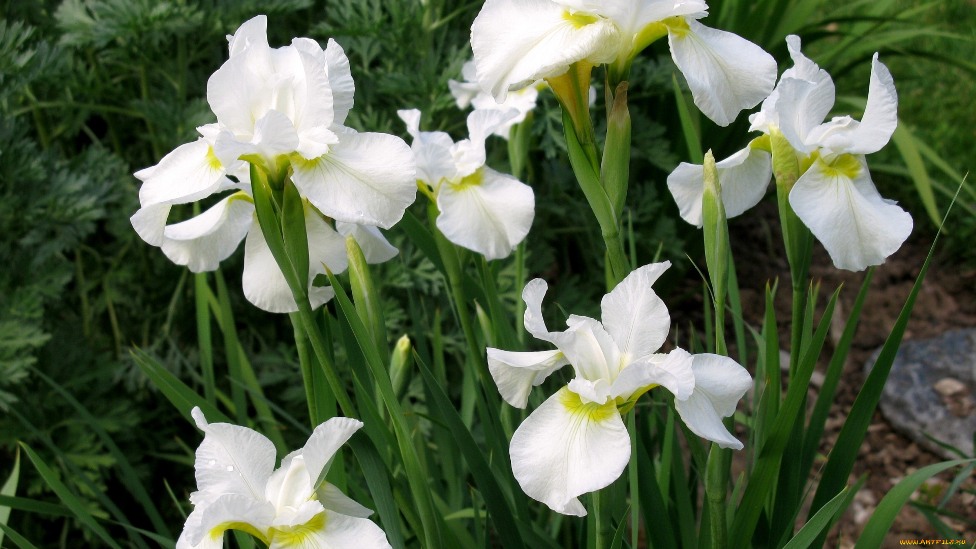 цветы, ирисы, белый