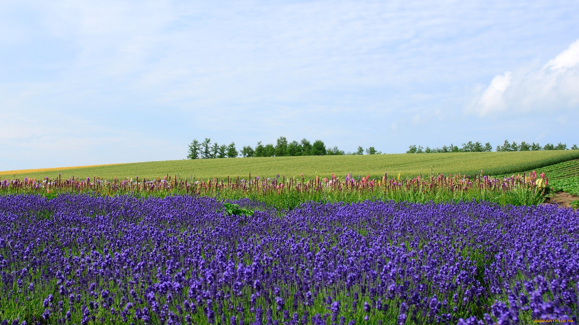 цветы, лаванда