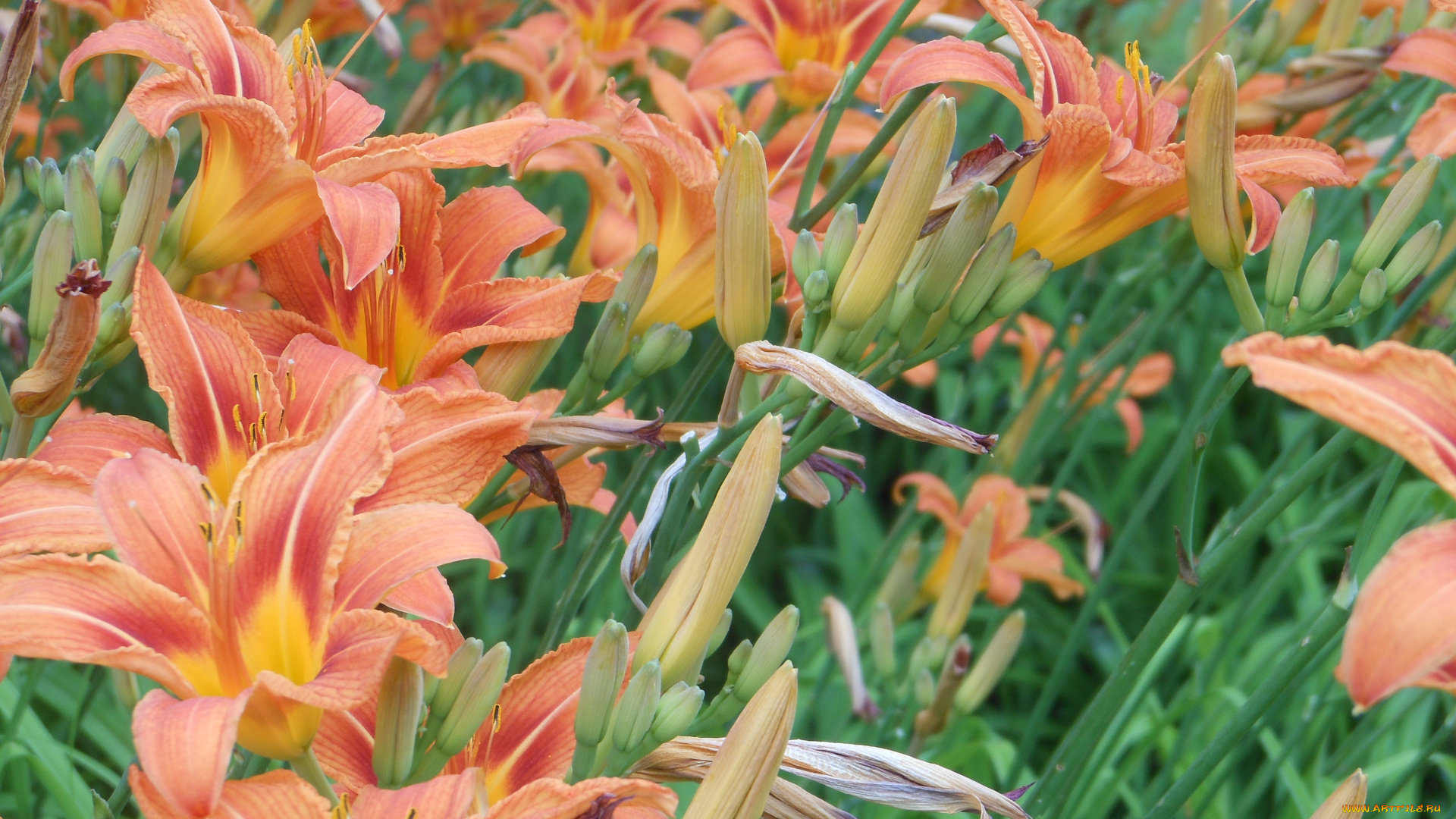 цветы, лилии, лилейники