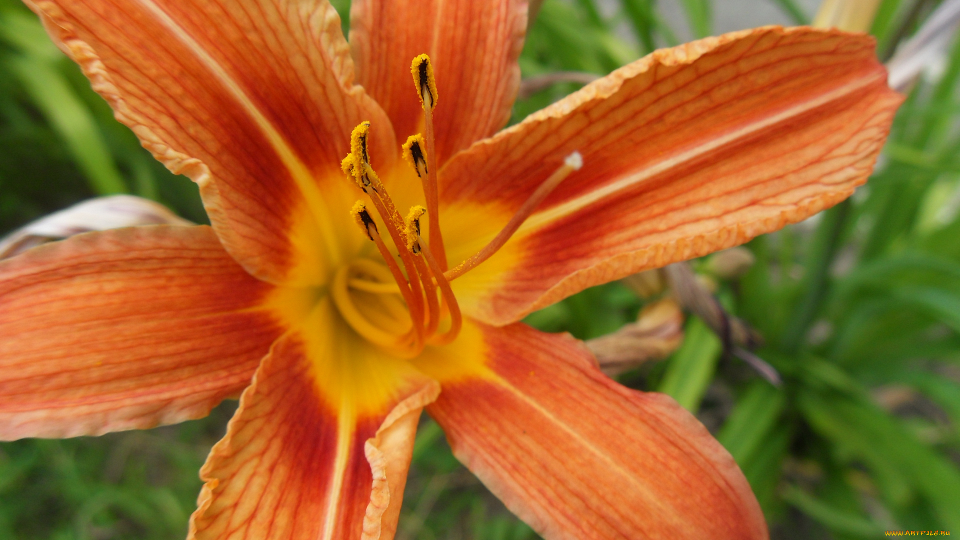 цветы, лилии, лилейники, лилия