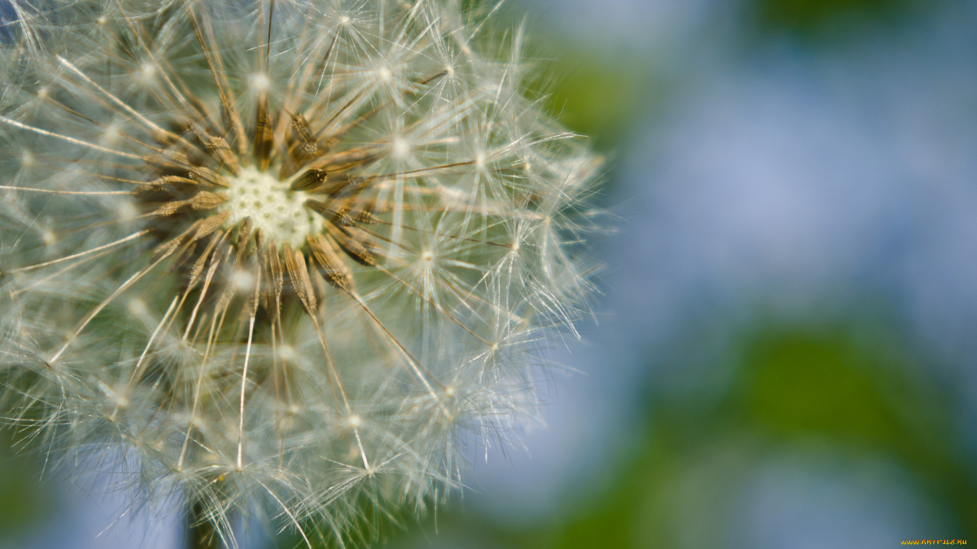 цветы, одуванчики, пушистый