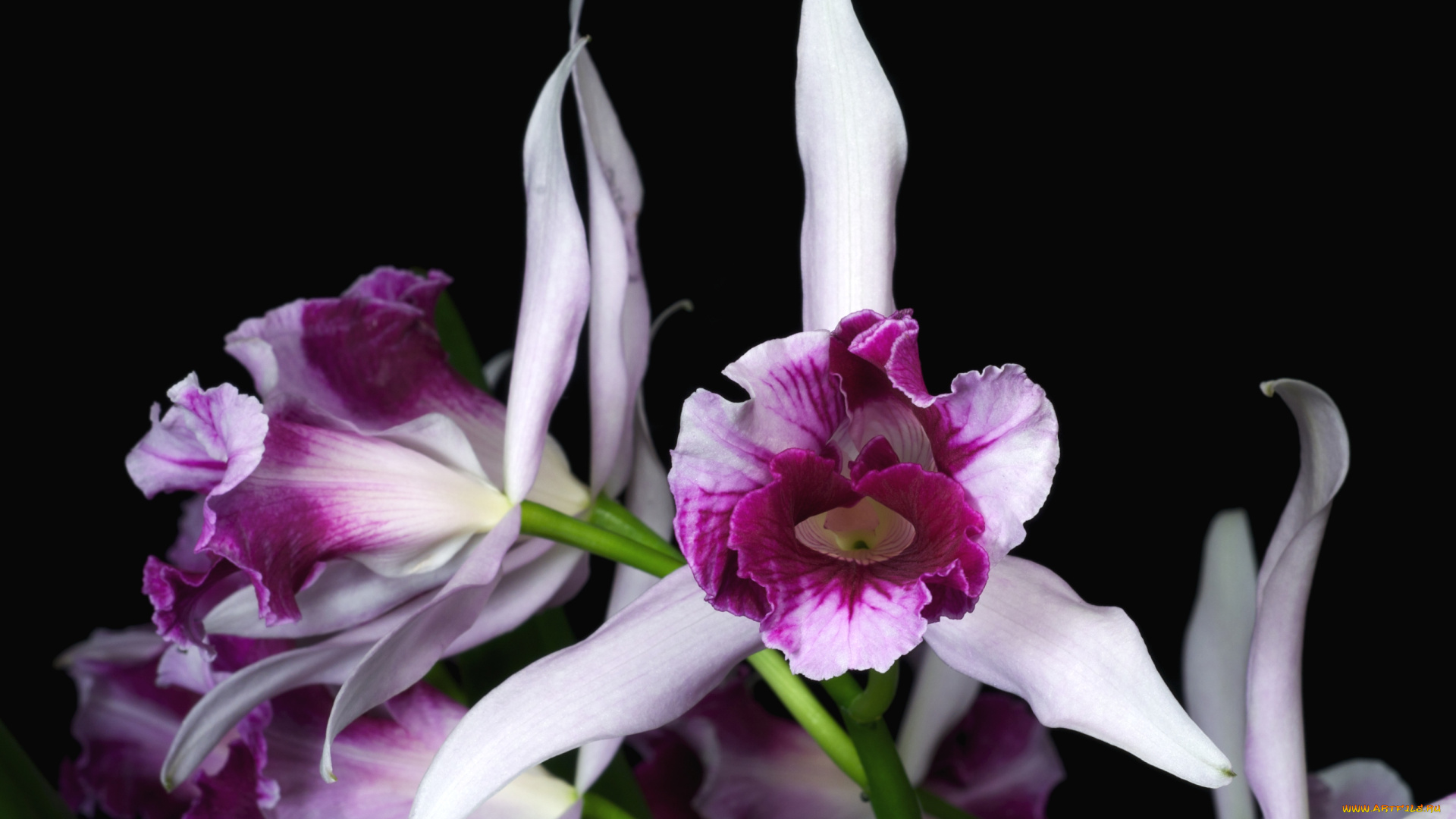 цветы, орхидеи, экзотика