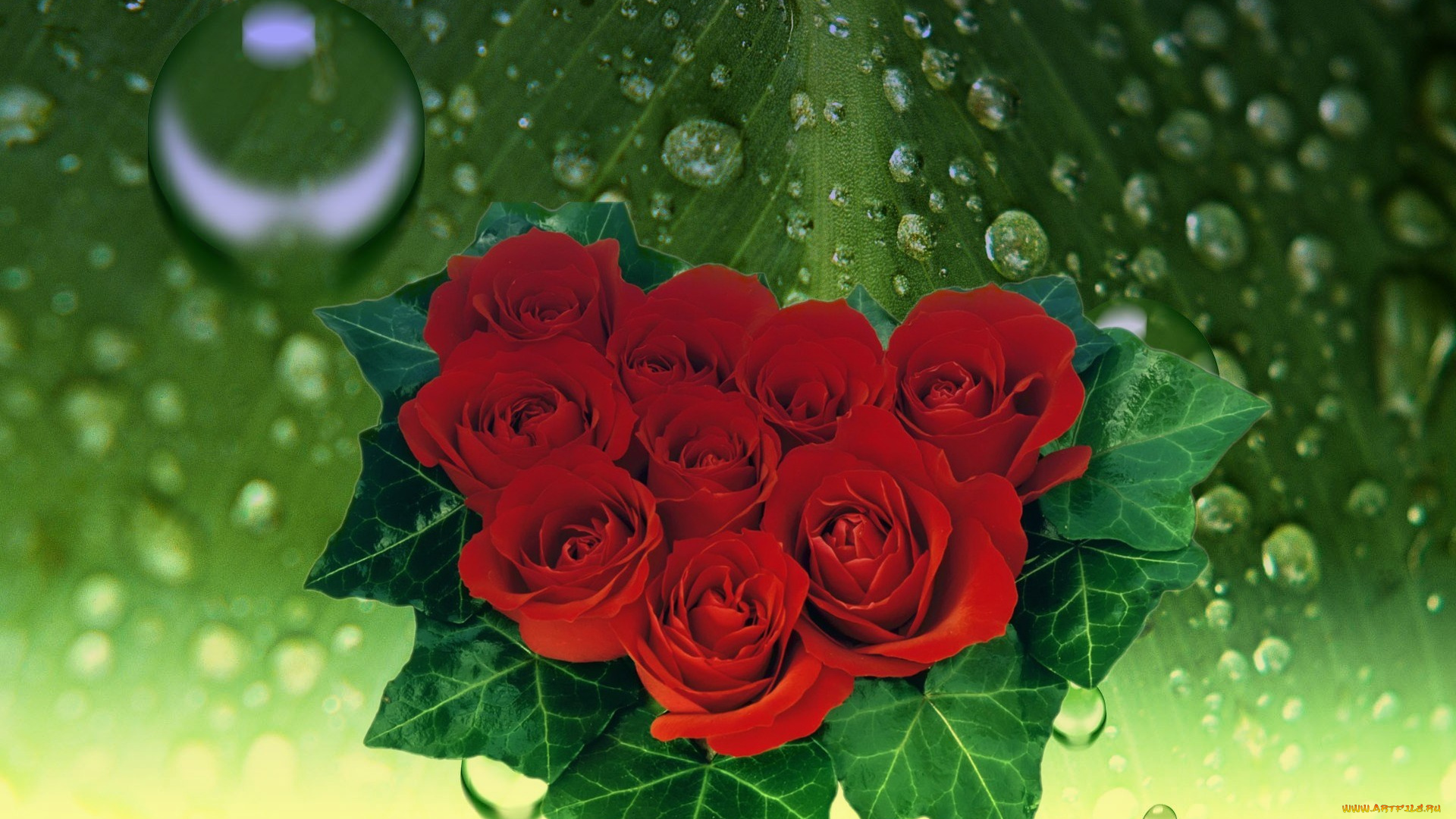 цветы, розы