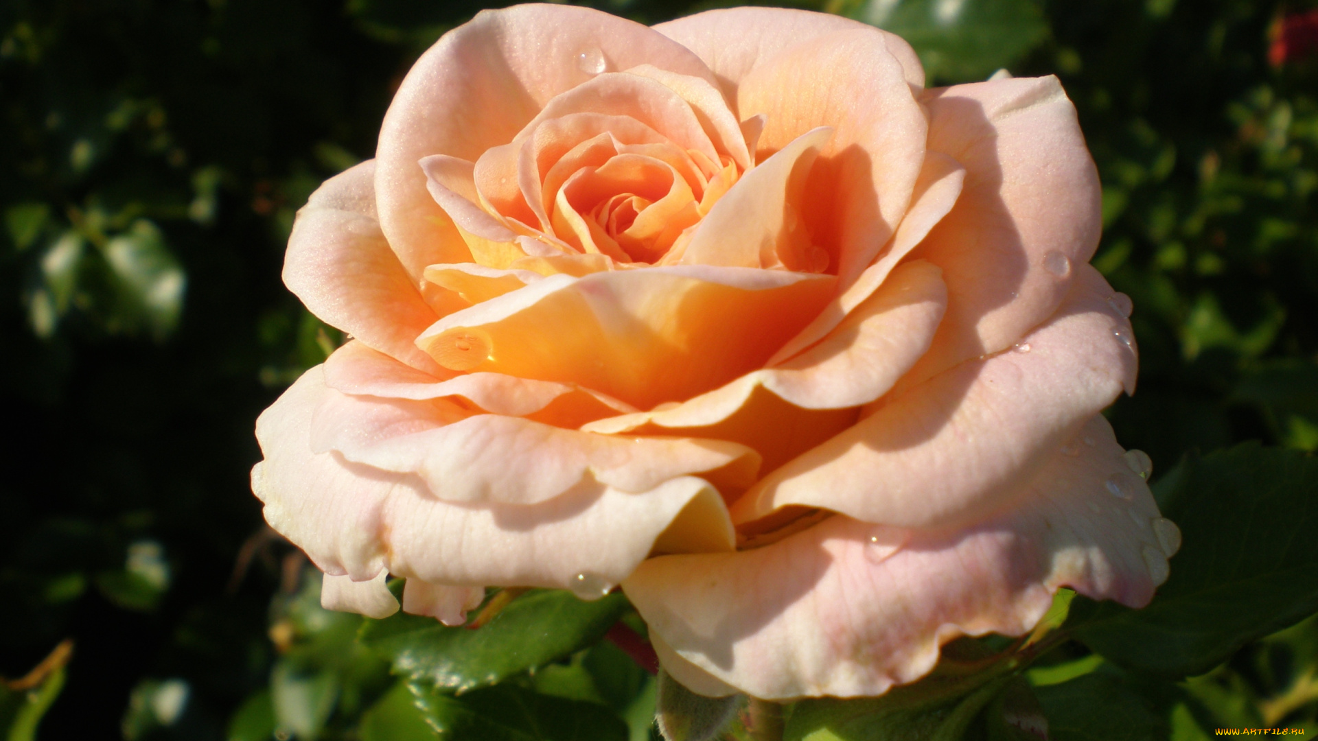 цветы, розы, кремовый, лепестки, капли