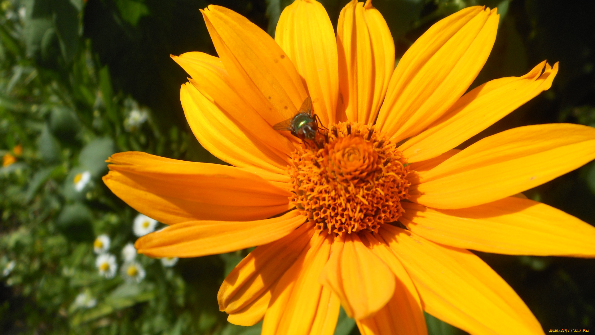 цветы, рудбекия, желтые