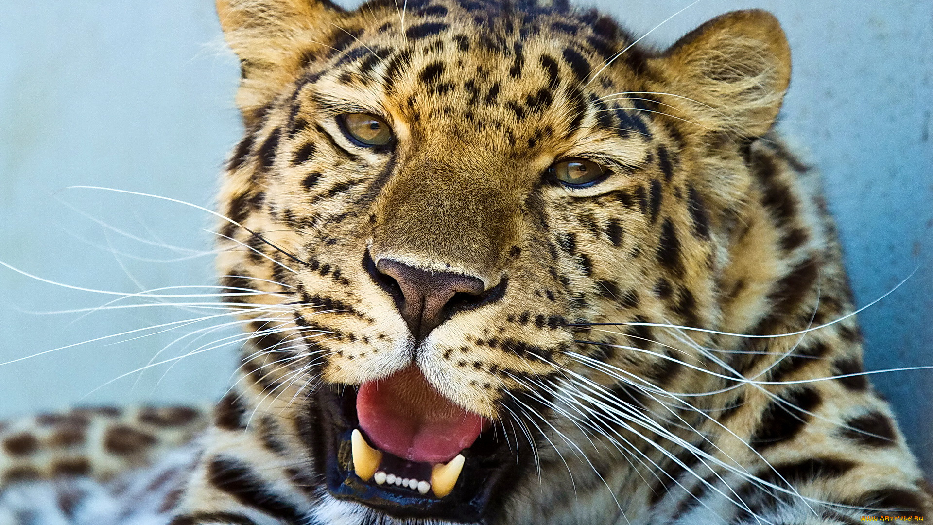 животные, леопарды, леопард, морда, взгляд, усы, пятнистый, довольный