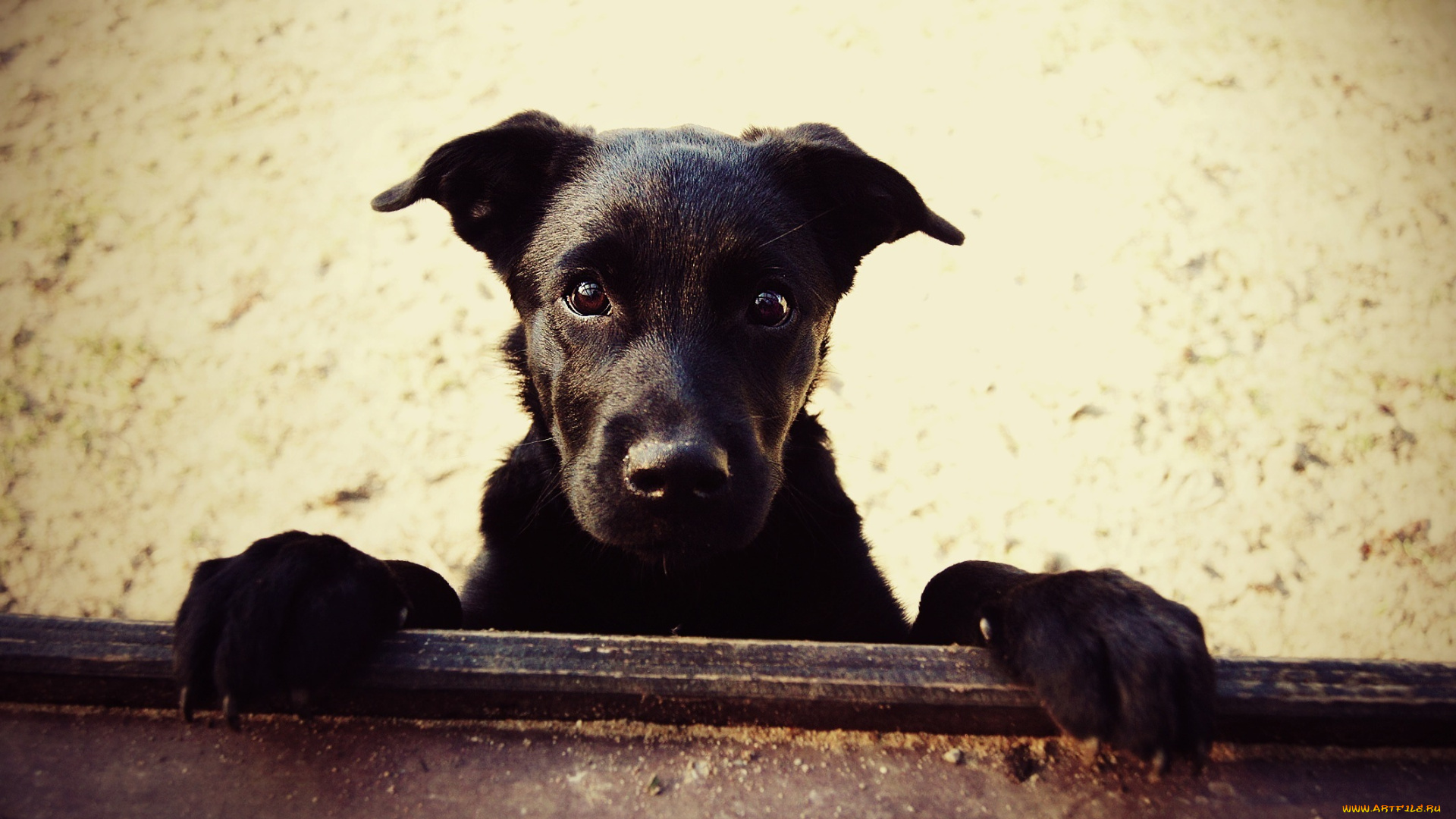 животные, собаки, собака, черный, морда, глаза, смотрит, взгляд