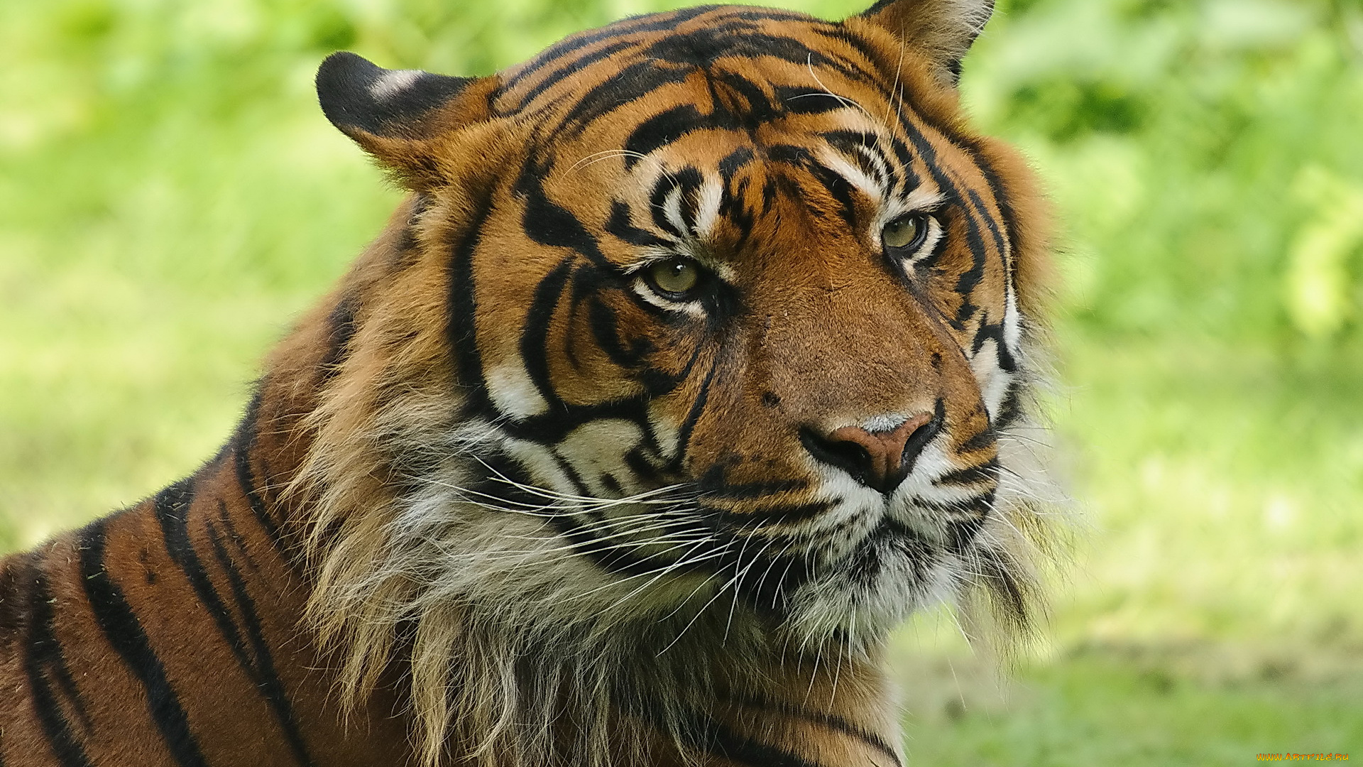 животные, тигры, хищник, усы, мило, взгляд, тигр