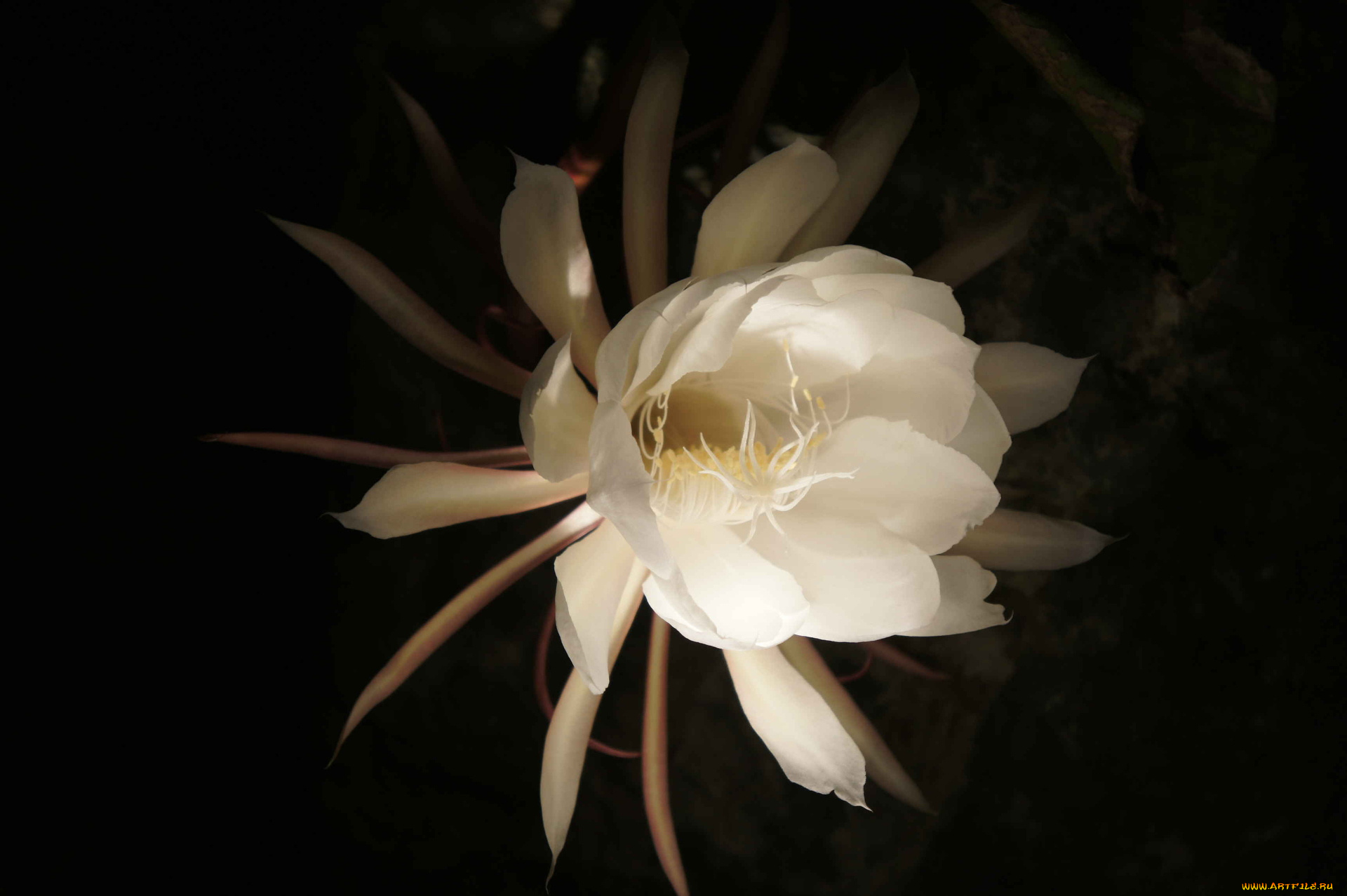 цветы, кактусы, бутон