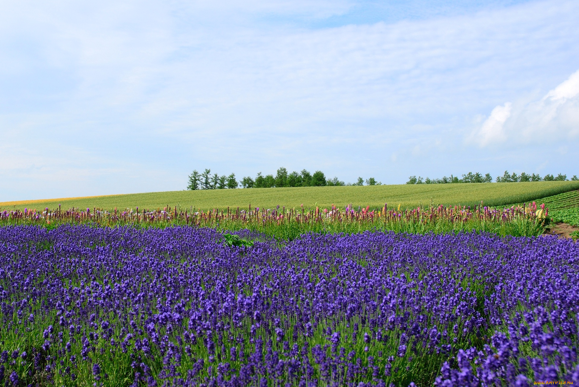 цветы, лаванда
