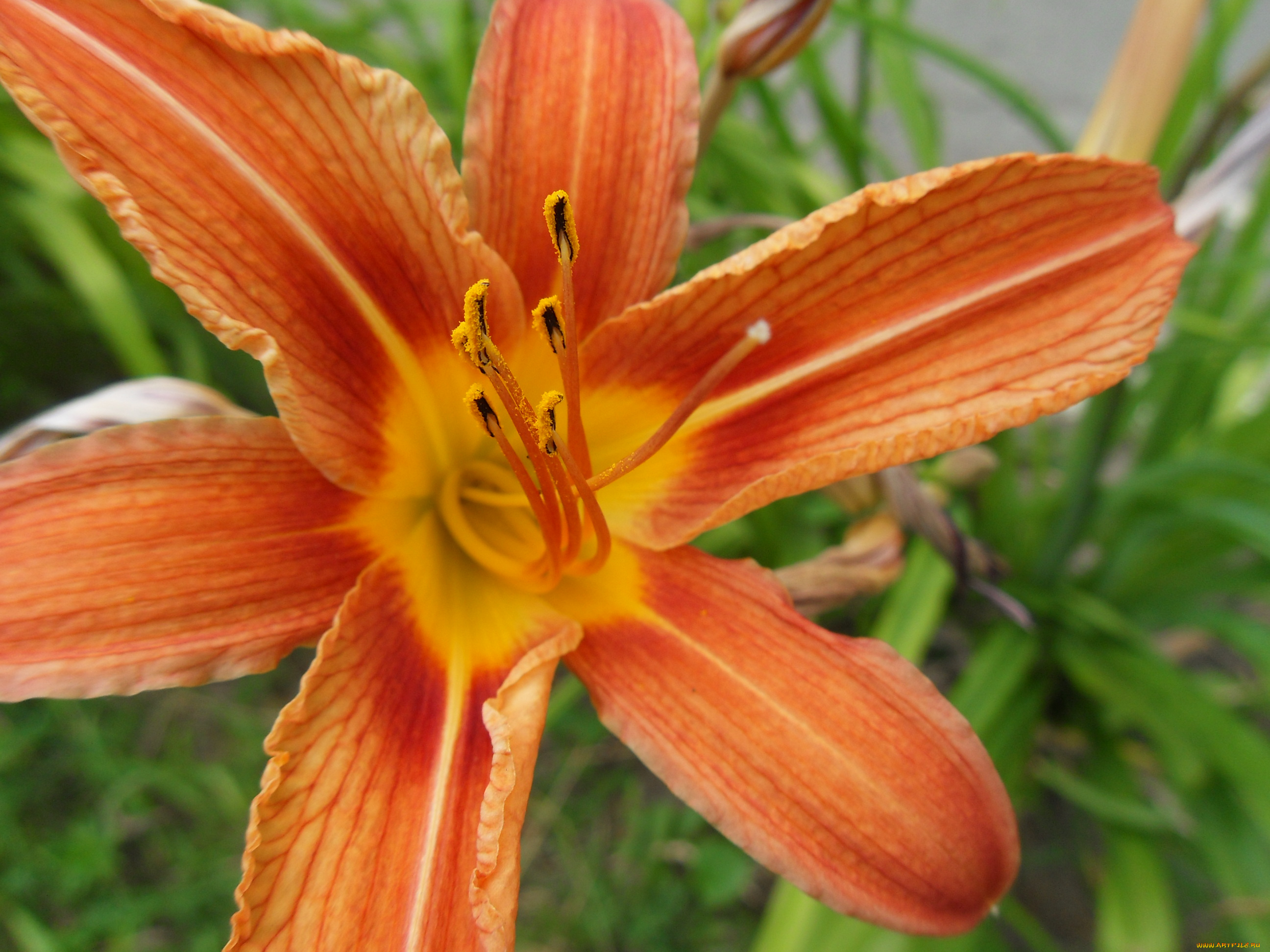 цветы, лилии, лилейники, лилия