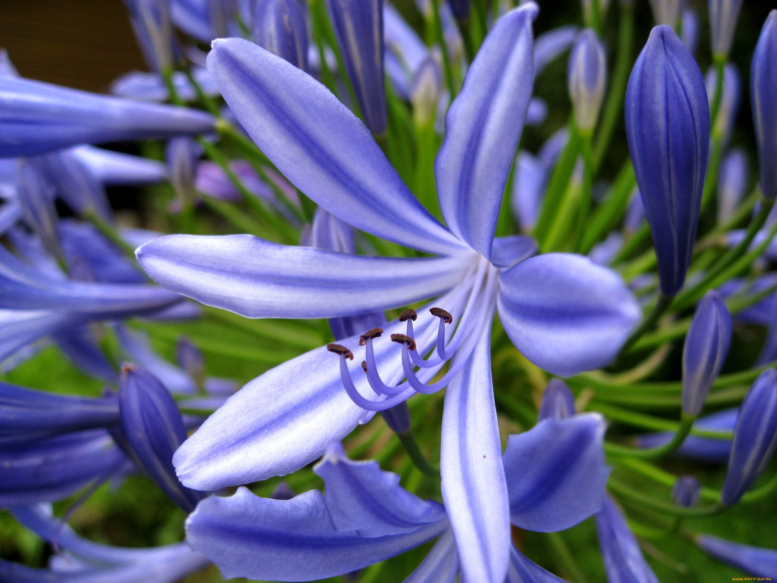 цветы, агапантус, африканская, лилия, синий