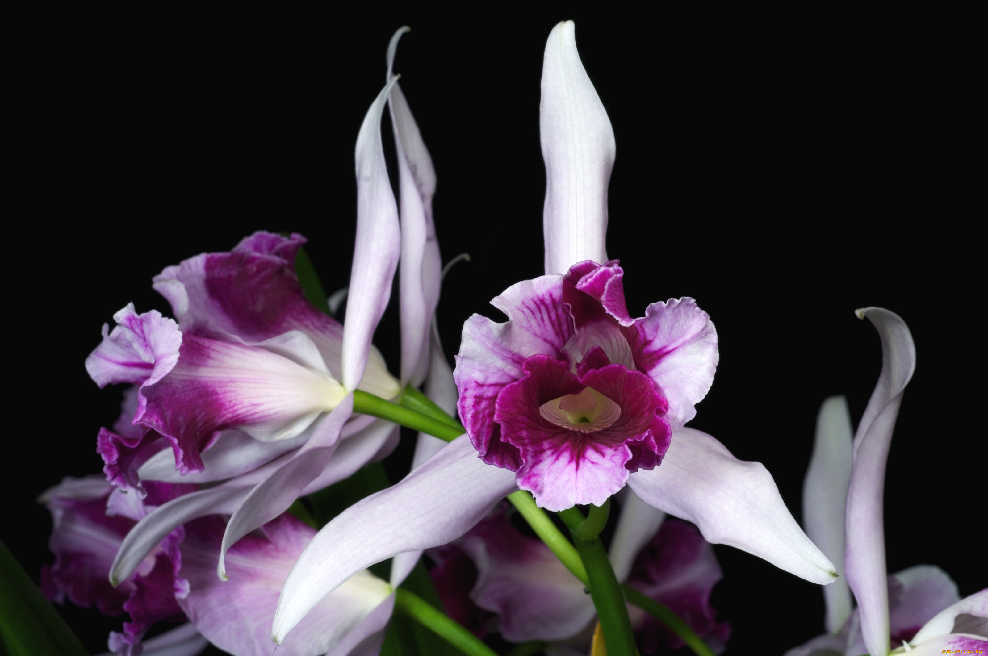 цветы, орхидеи, экзотика