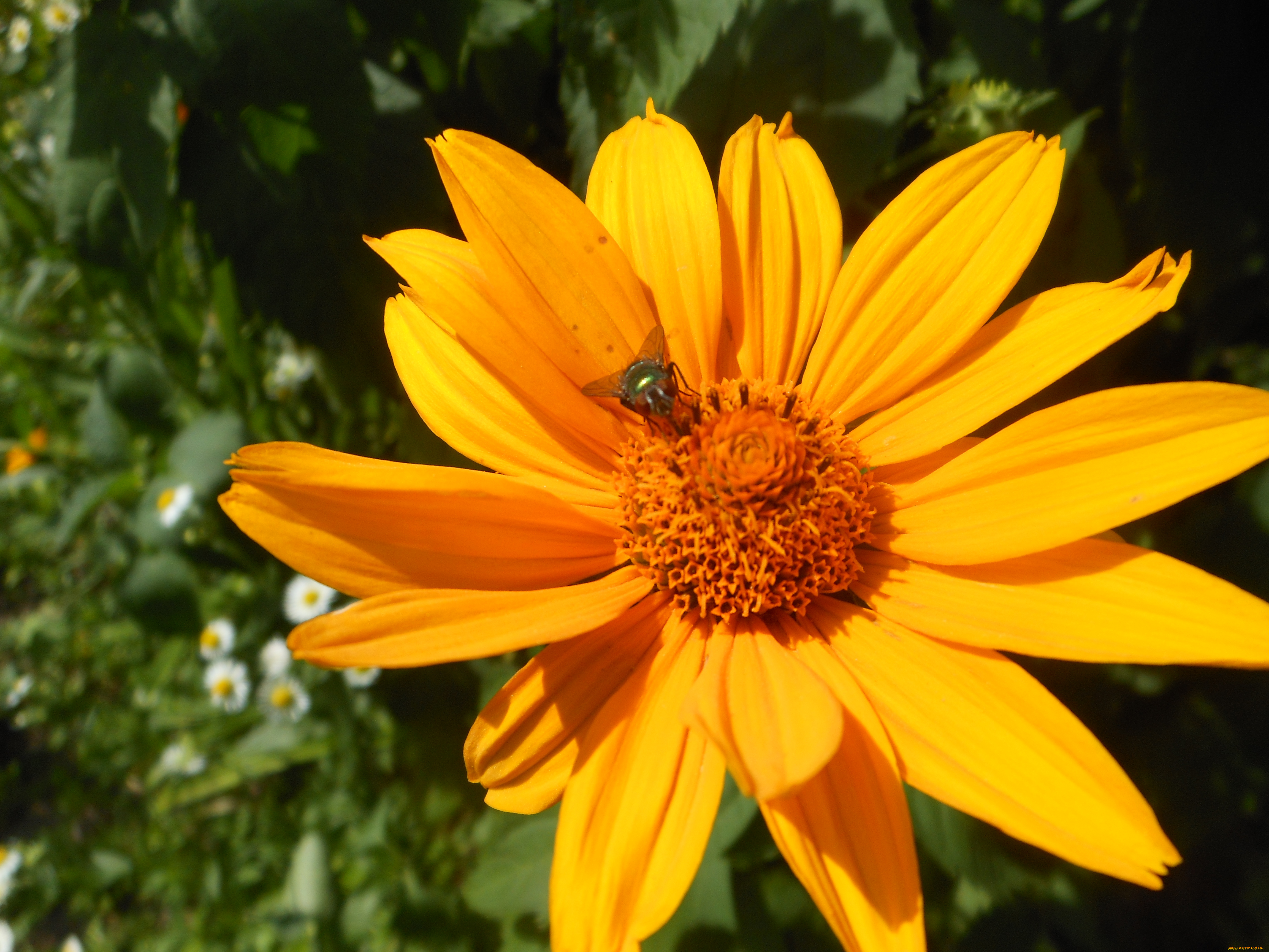 цветы, рудбекия, желтые