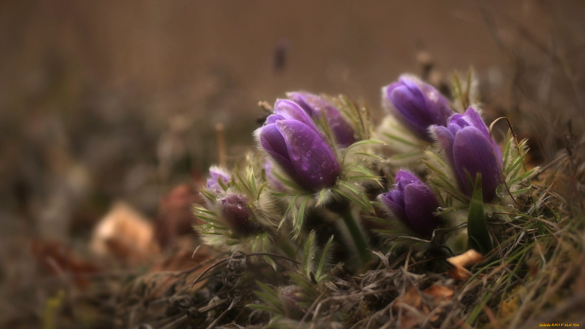 цветы, анемоны, , сон-трава, весна, бутоны, макро, сон-трава, прострел, капли, лиловый