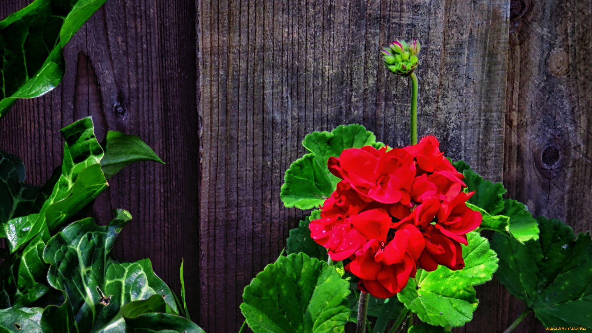 цветы, герань, зеленые, листья, стебли, забор, красная, доски