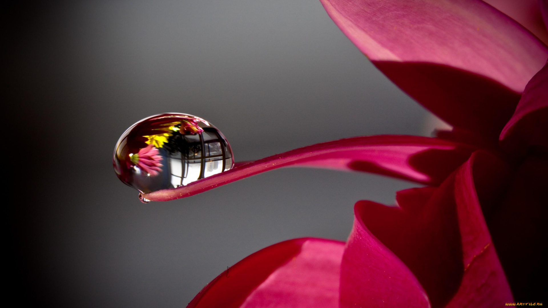 цветы, герберы, лепестки, капля, отражение