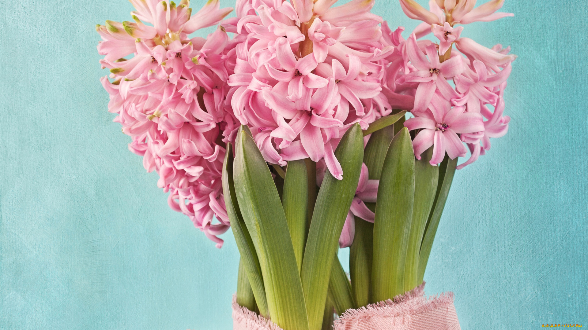 цветы, гиацинты, фон, листья, цветки, розовые, тесьма