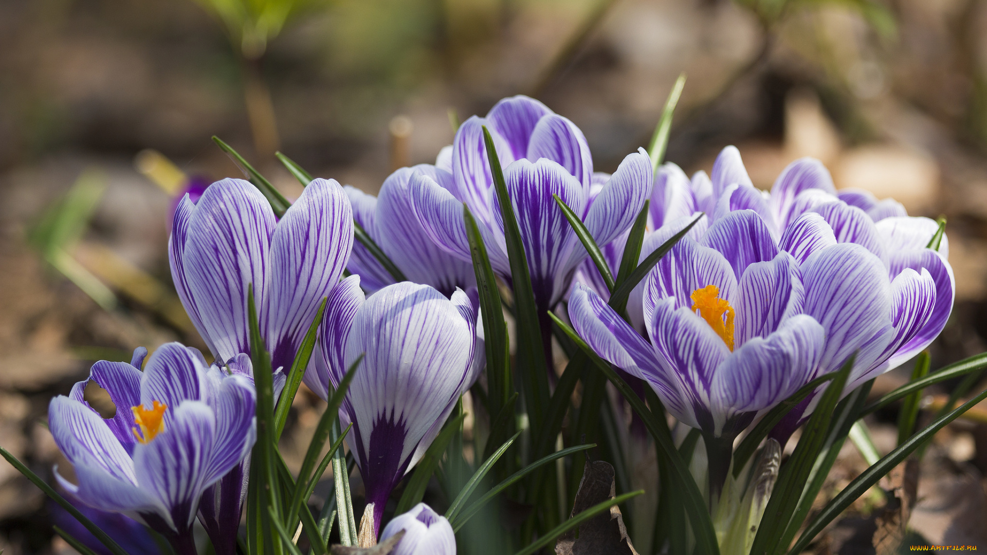 цветы, крокусы, лепестки, весна