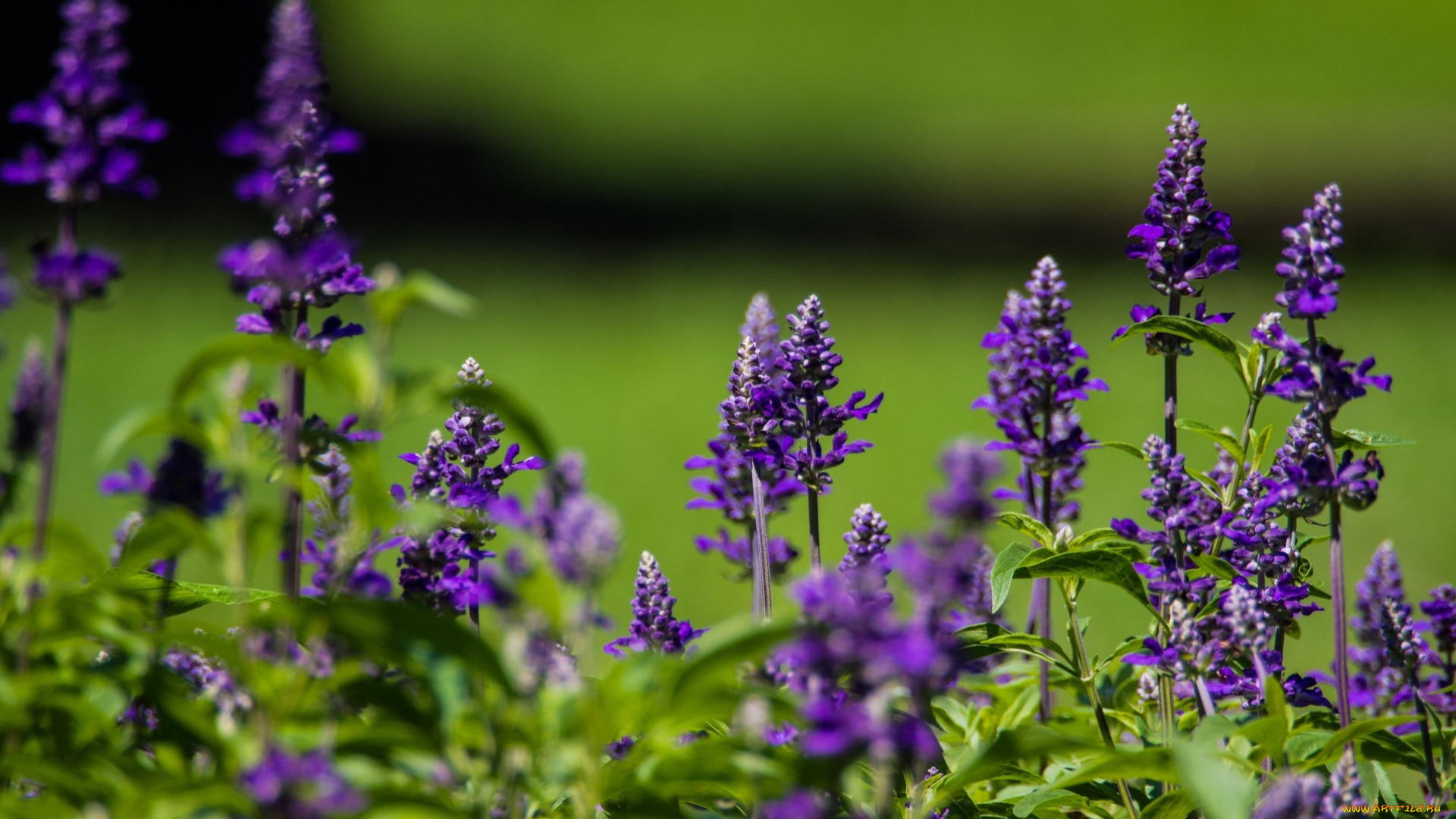 цветы, луговые, , полевые, , цветы, лето, макро, шалфей