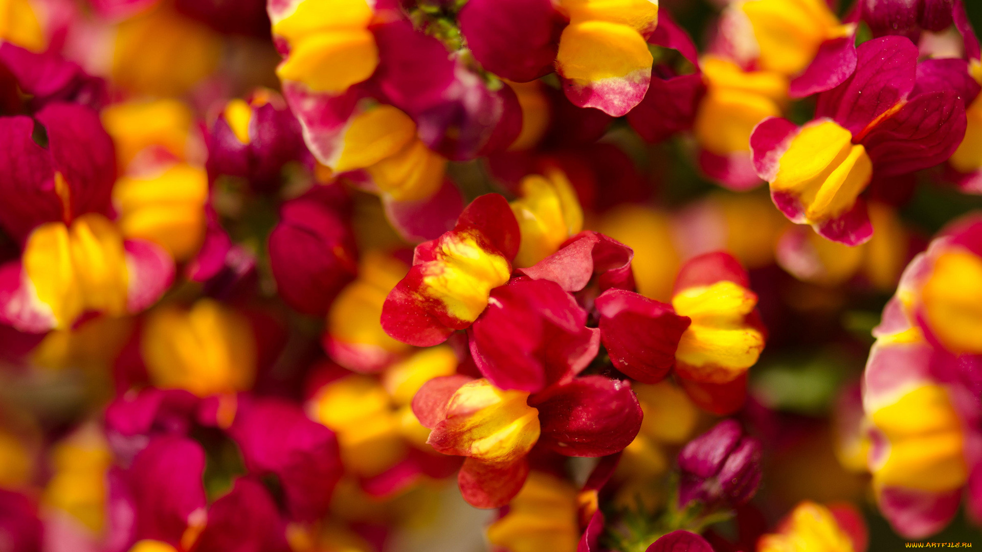 цветы, львиный, зев, мелкие, яркие, природа, много