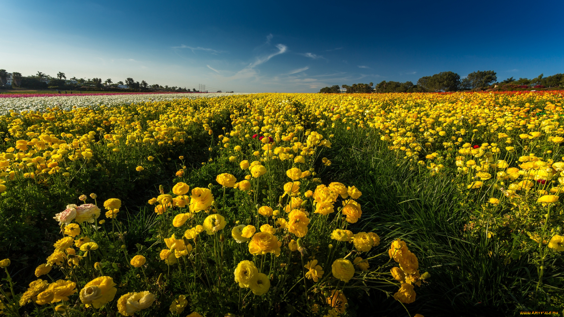 цветы, ранункулюс, , азиатский, лютик, поле