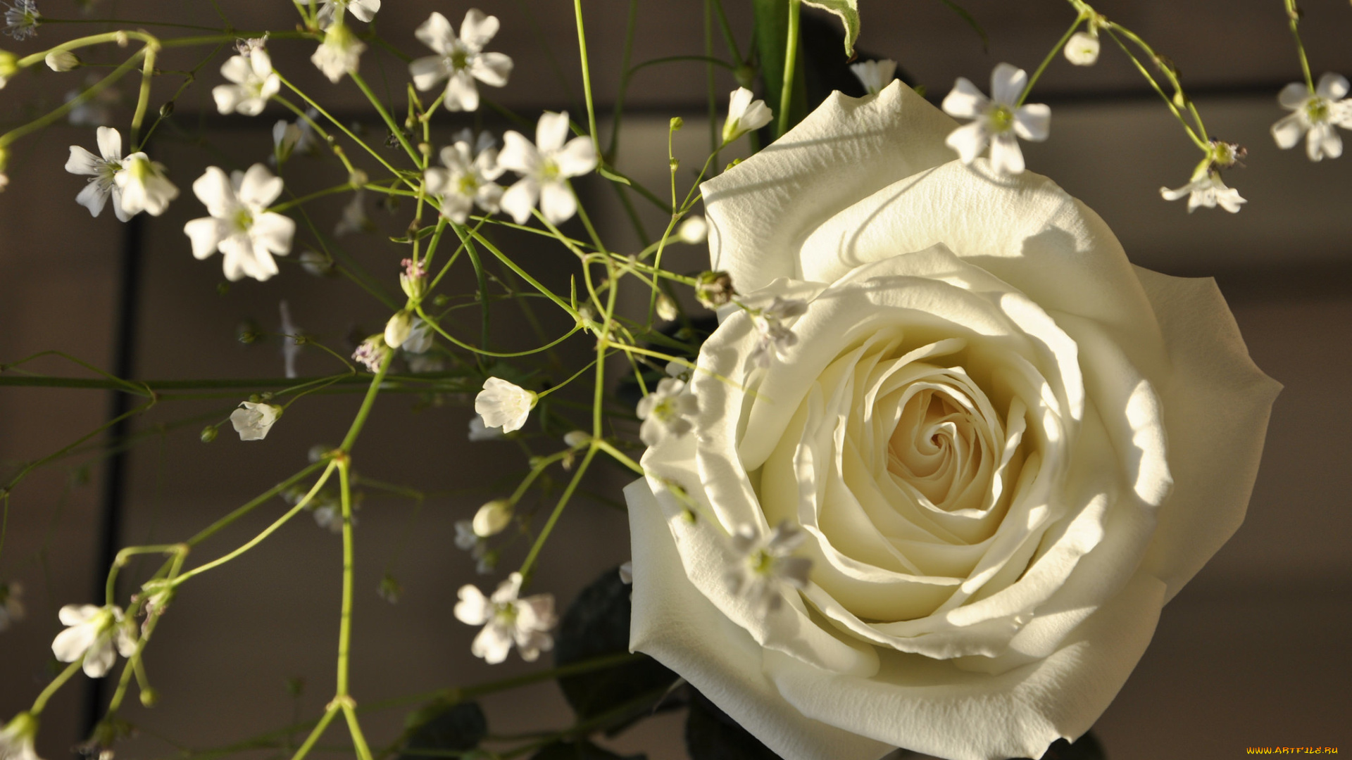 цветы, разные, вместе, роза, бутон, лепестки, белая