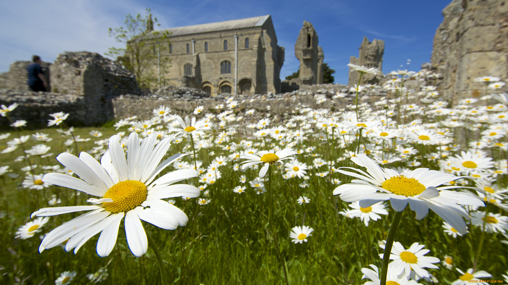 цветы, ромашки, лето, солнечно