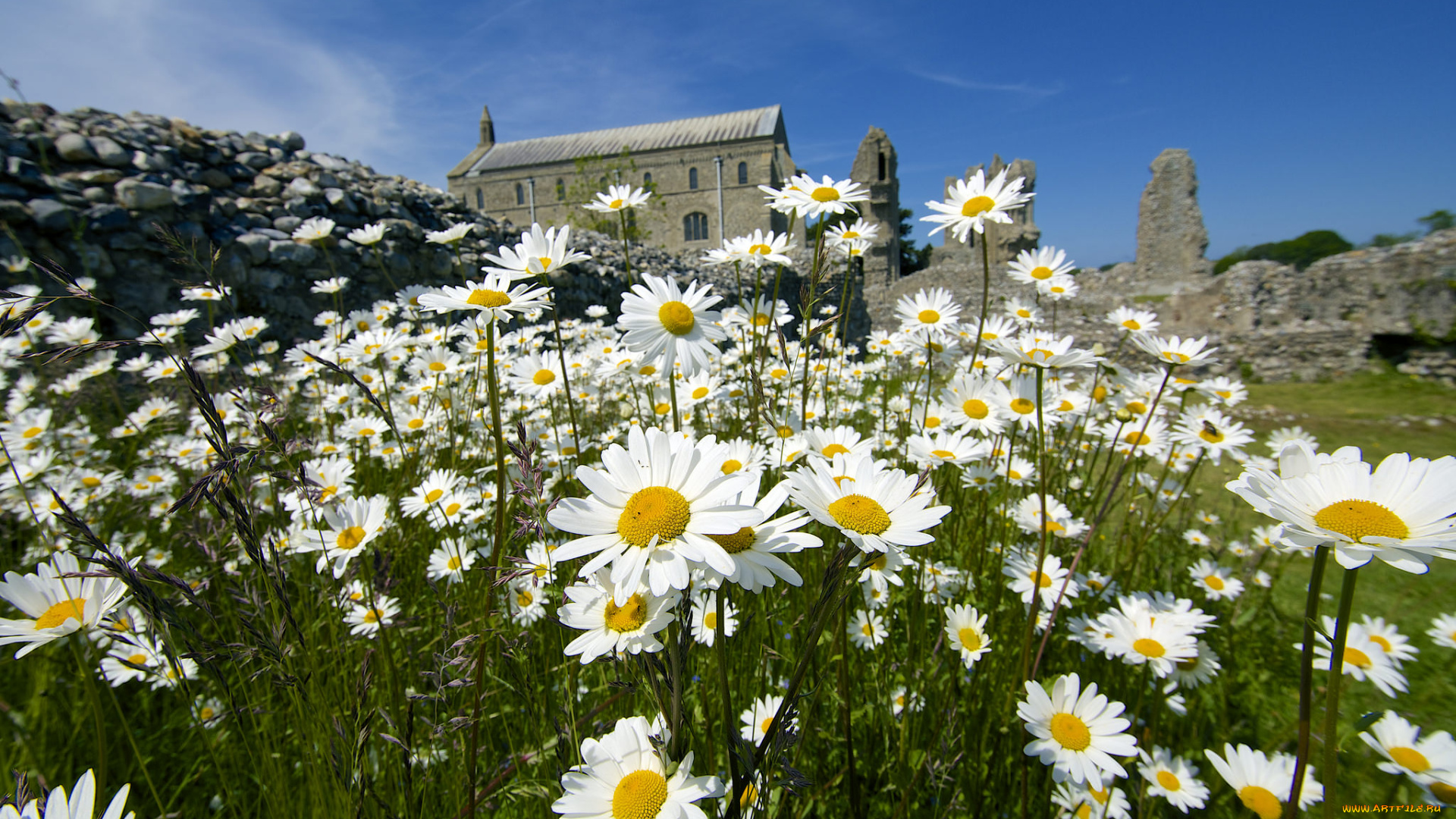 цветы, ромашки, лето, солнечно