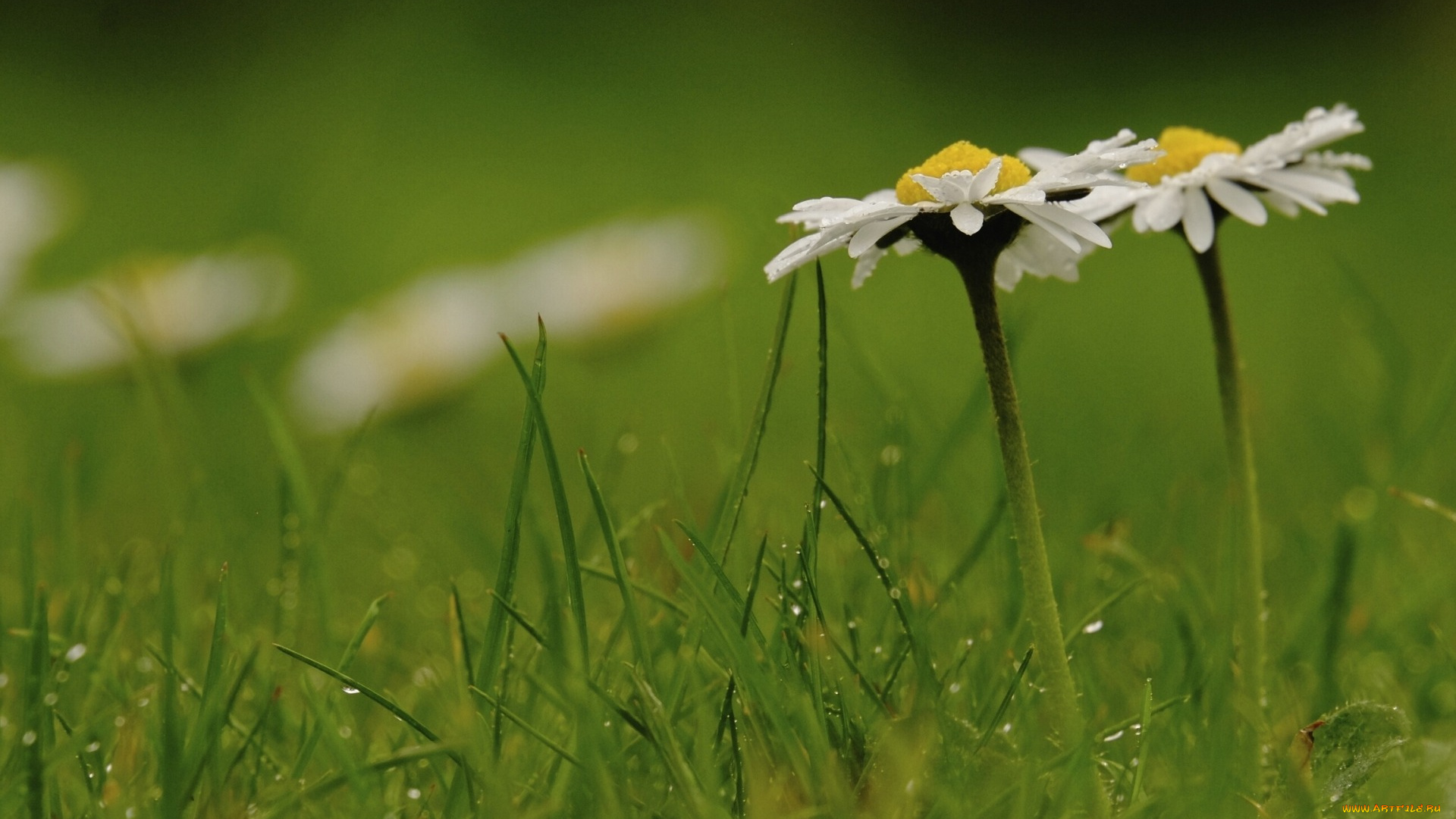 цветы, ромашки, макро, капли, трава