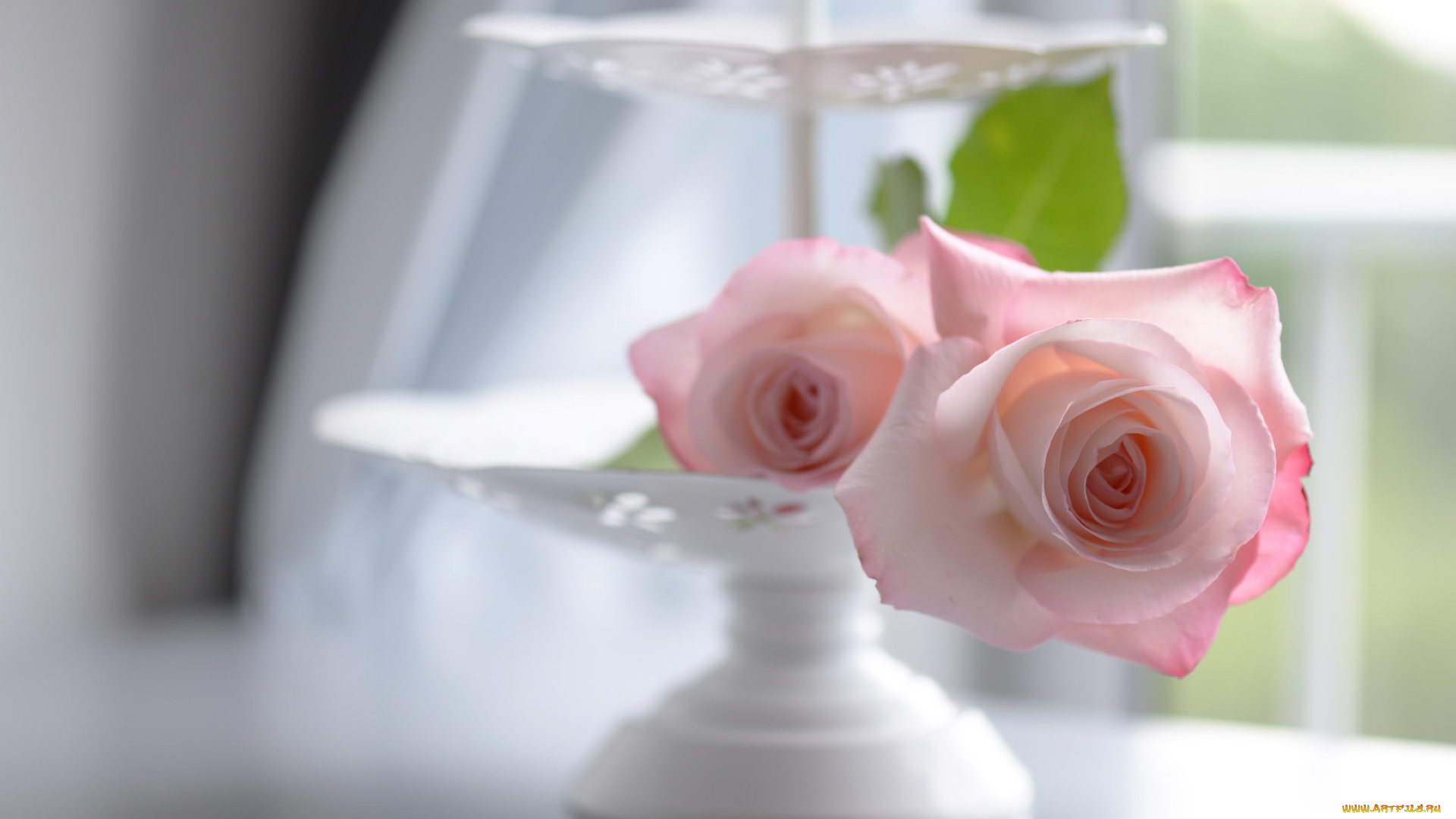 цветы, розы, боке, нежность, ваза