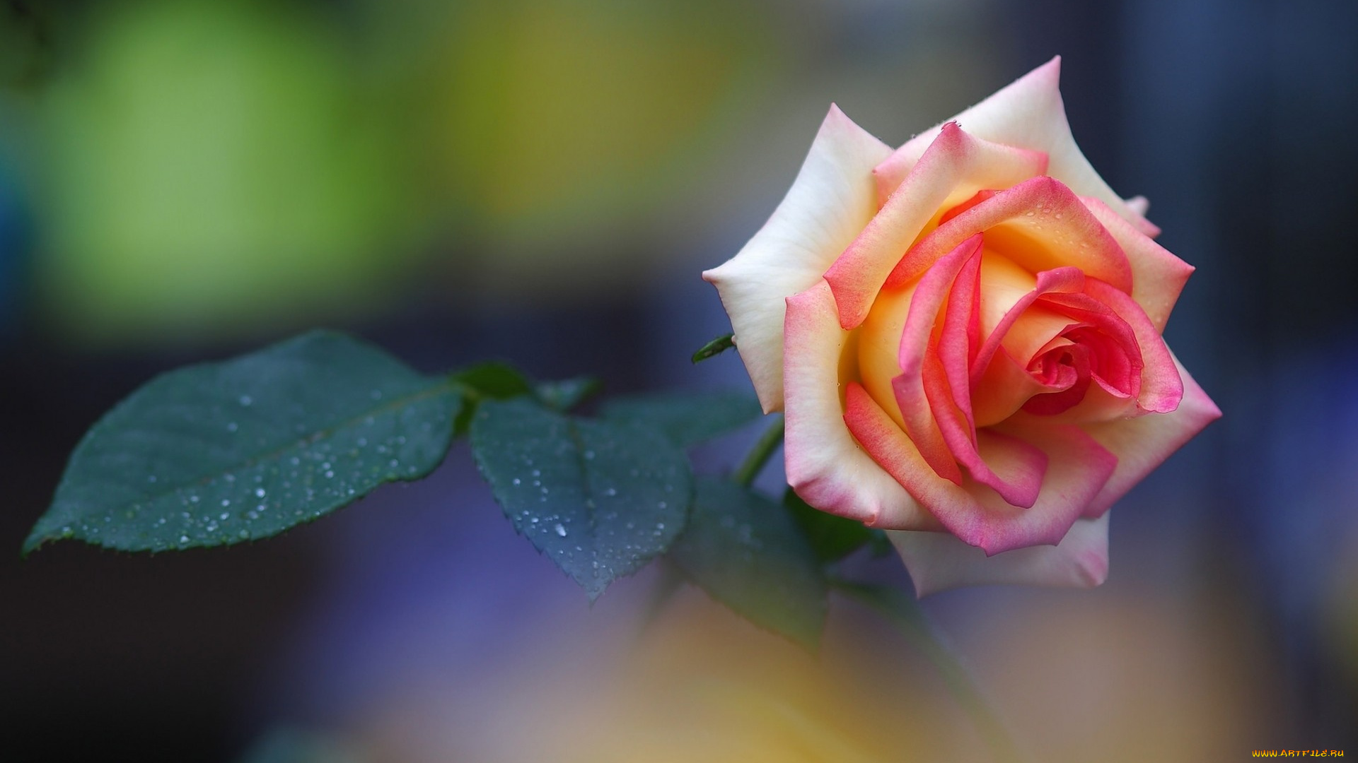 цветы, розы, бутон, роза, листочки