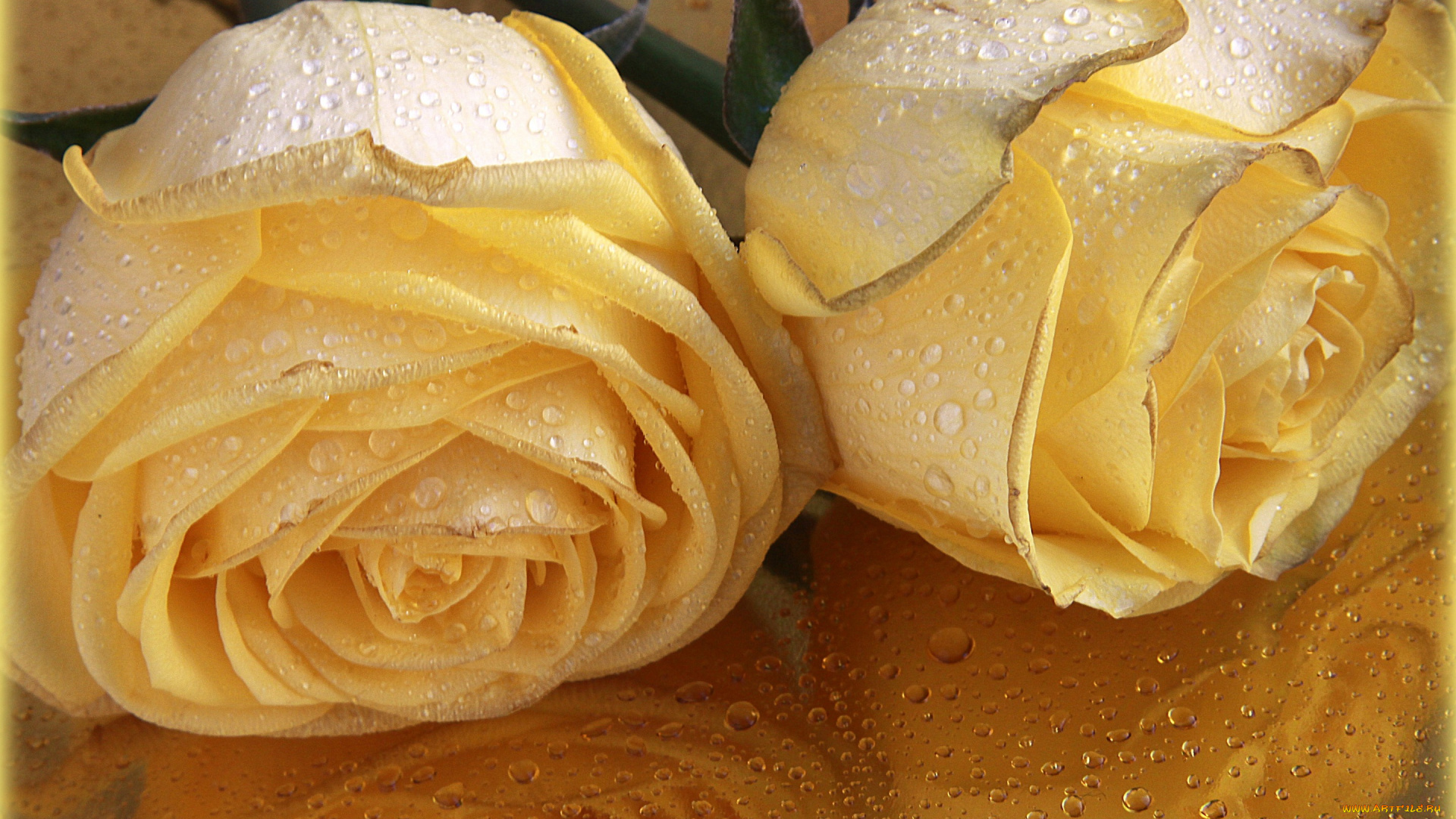 цветы, розы, красота, flowers, капли, желтое, макро