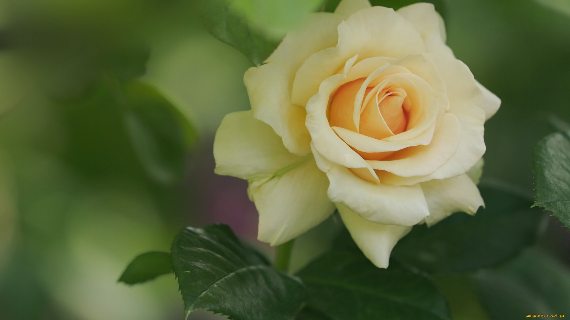 цветы, розы, роза, макро, лепестки, бутон