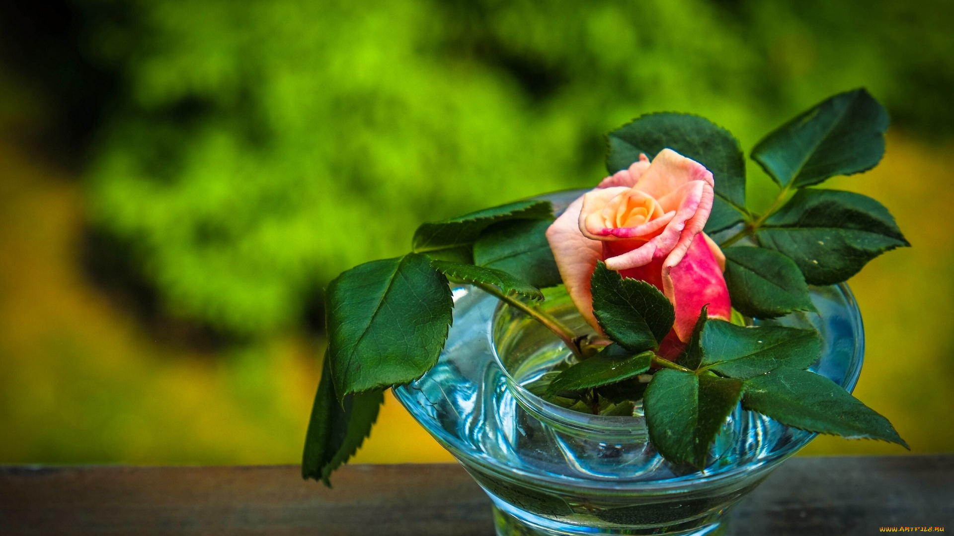 цветы, розы, ваза, роза, листья, бутон