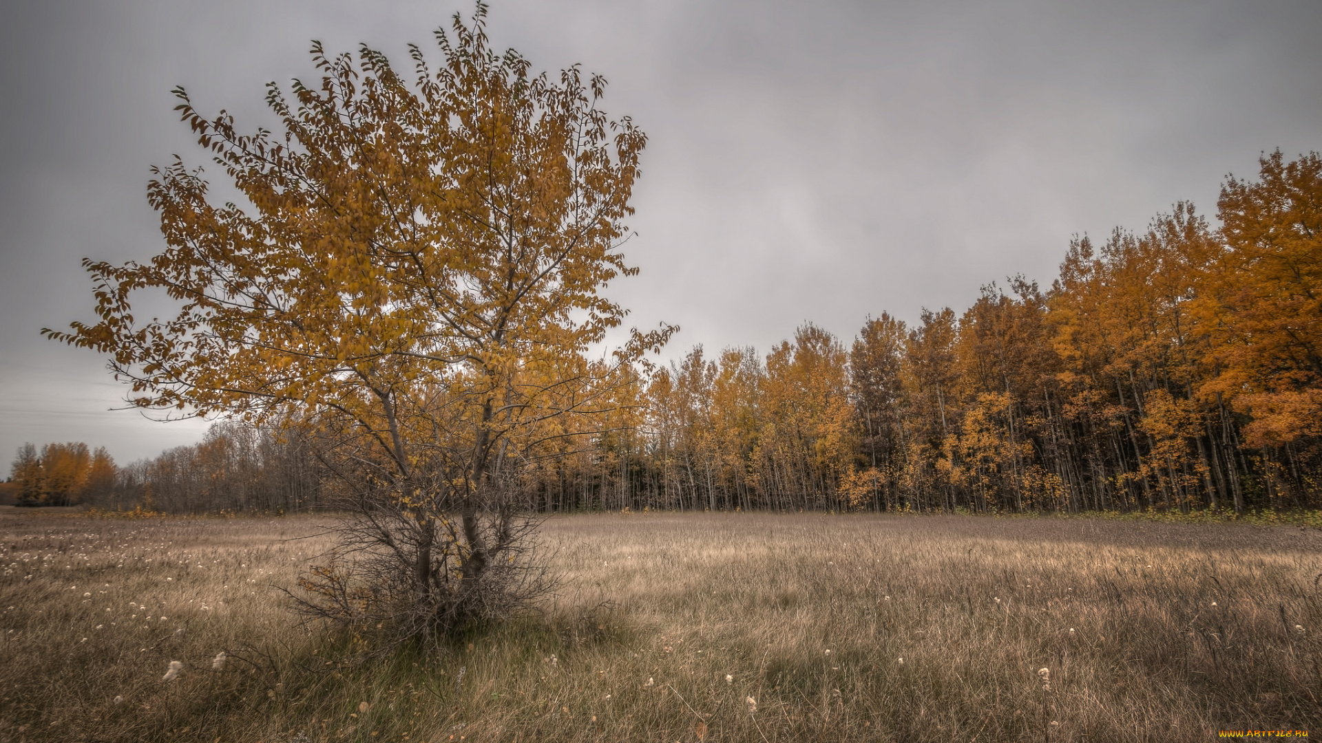 природа, деревья, дерево, лес, поле, осень