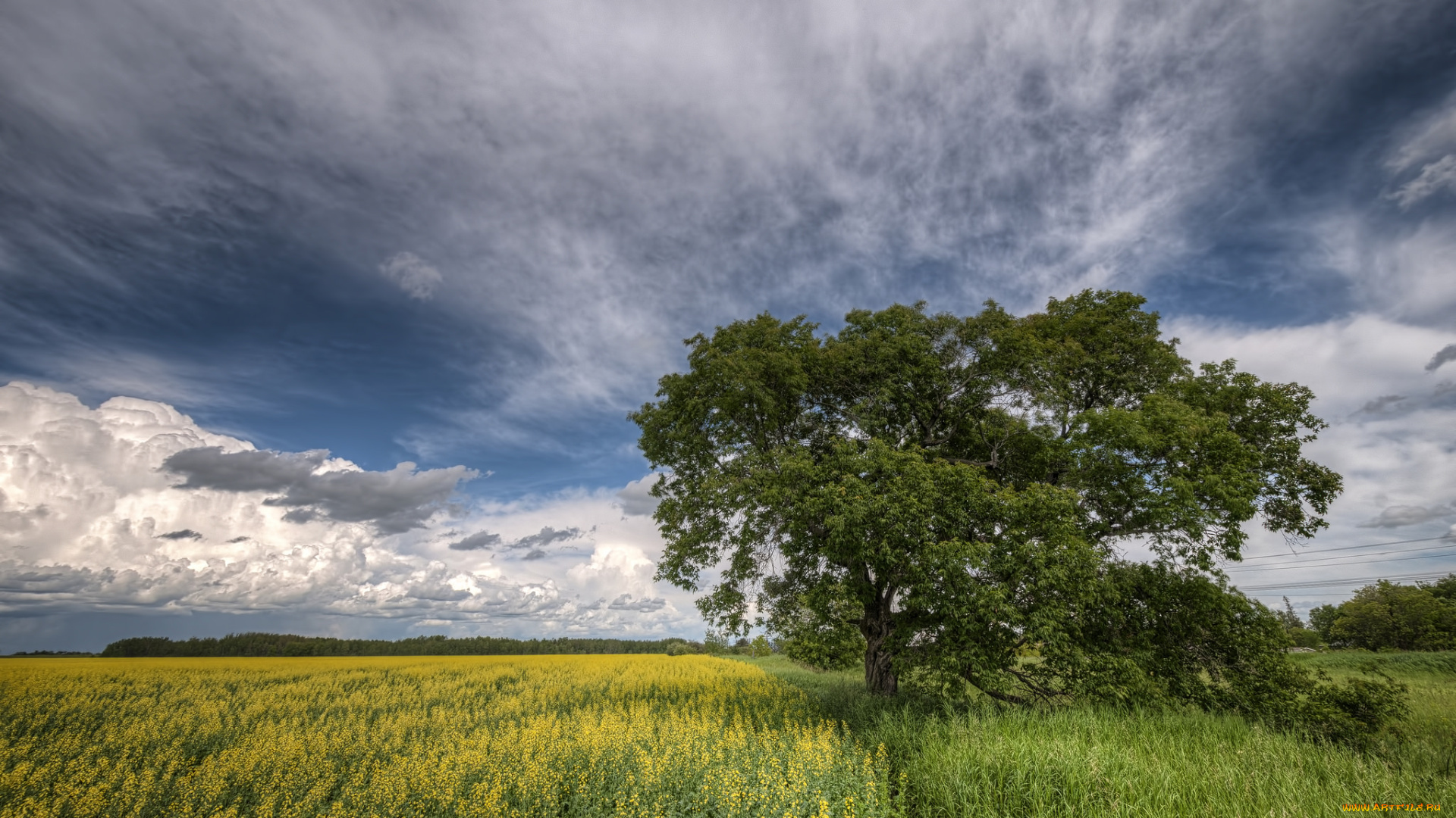 природа, деревья, дерево, поле