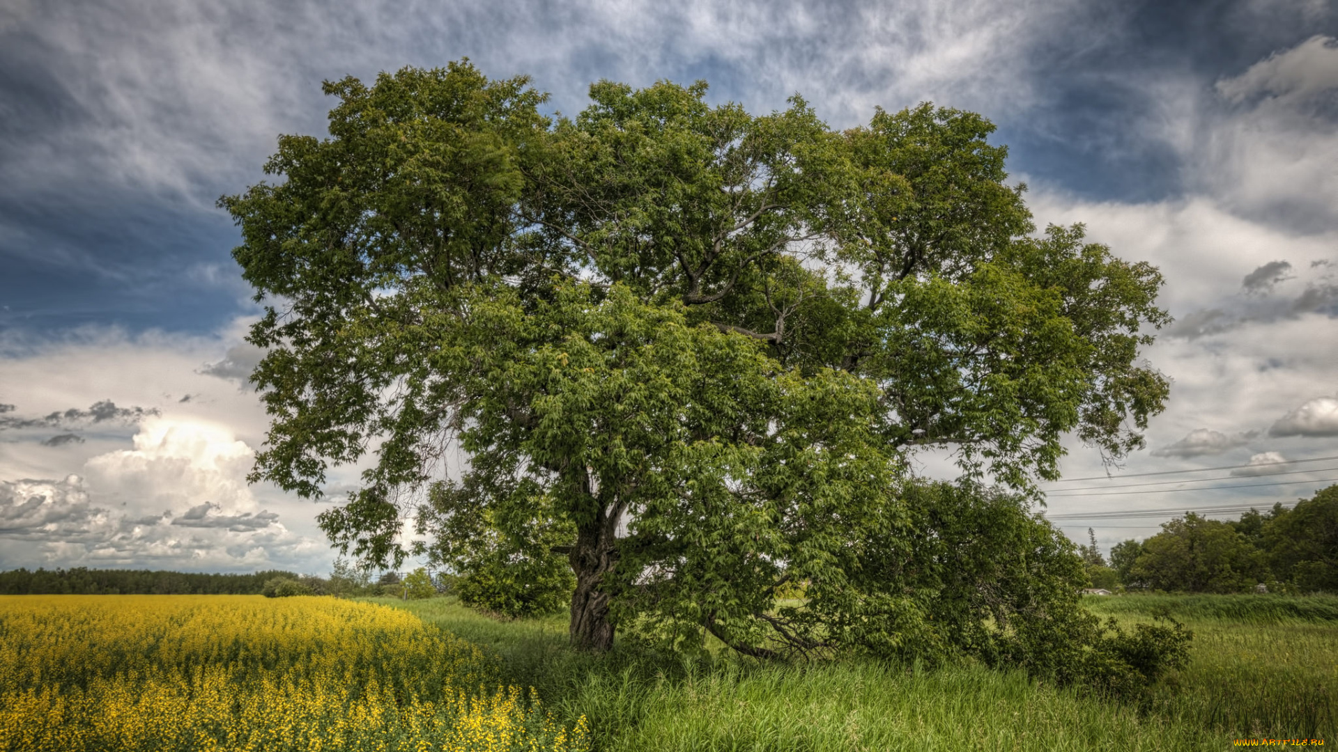 природа, деревья, дерево, поле