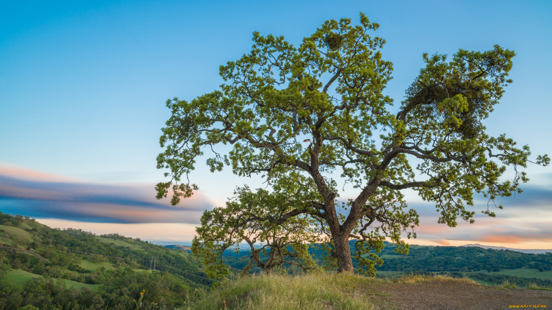 природа, деревья, крона, дуб
