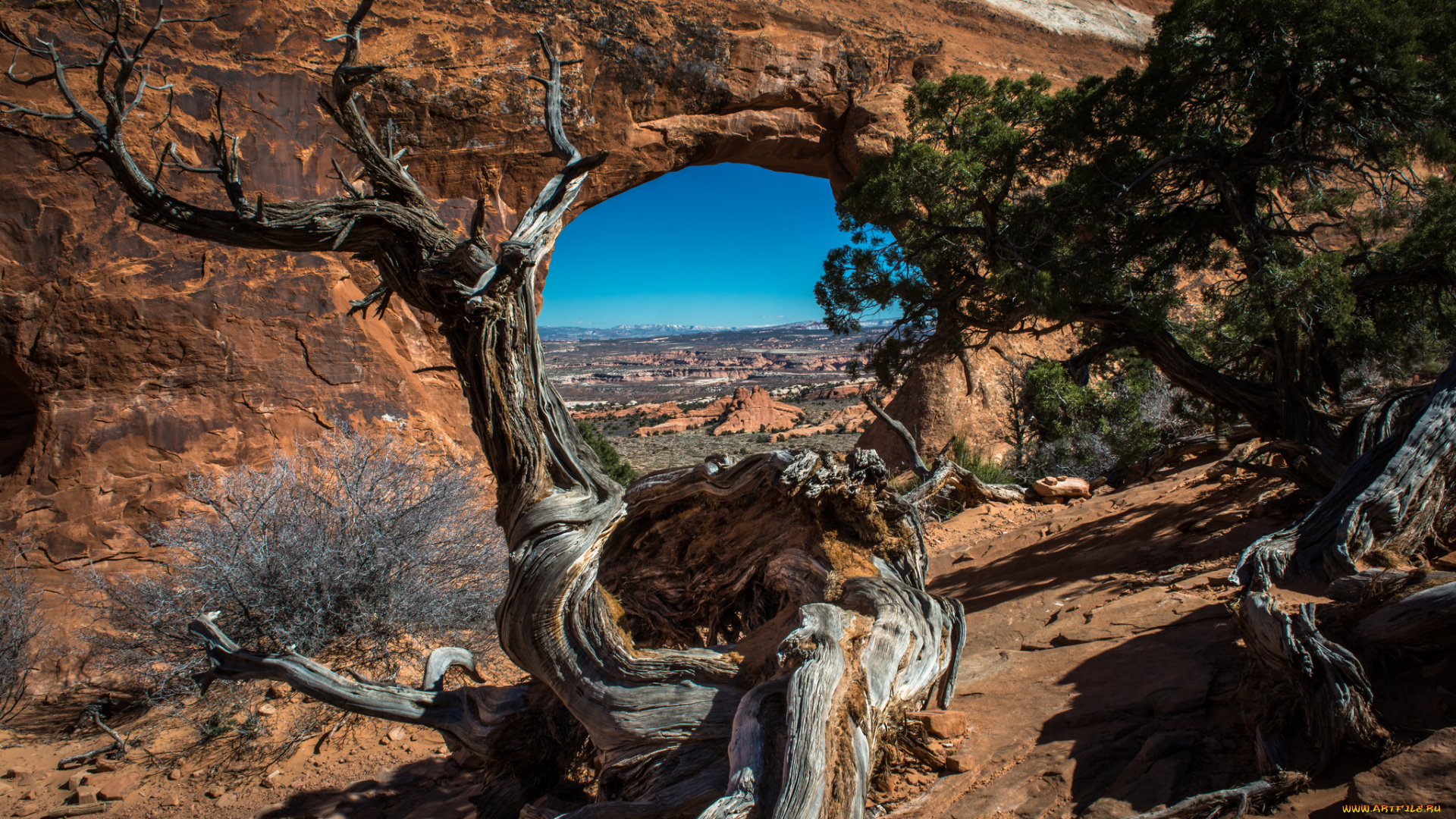 природа, горы, дерево, корявое, окно, скала