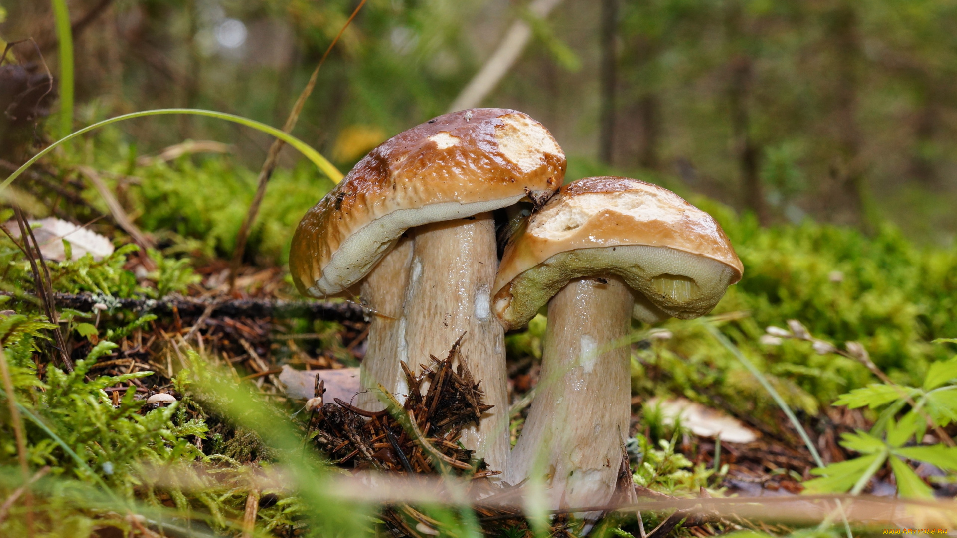 природа, грибы, лес, осень