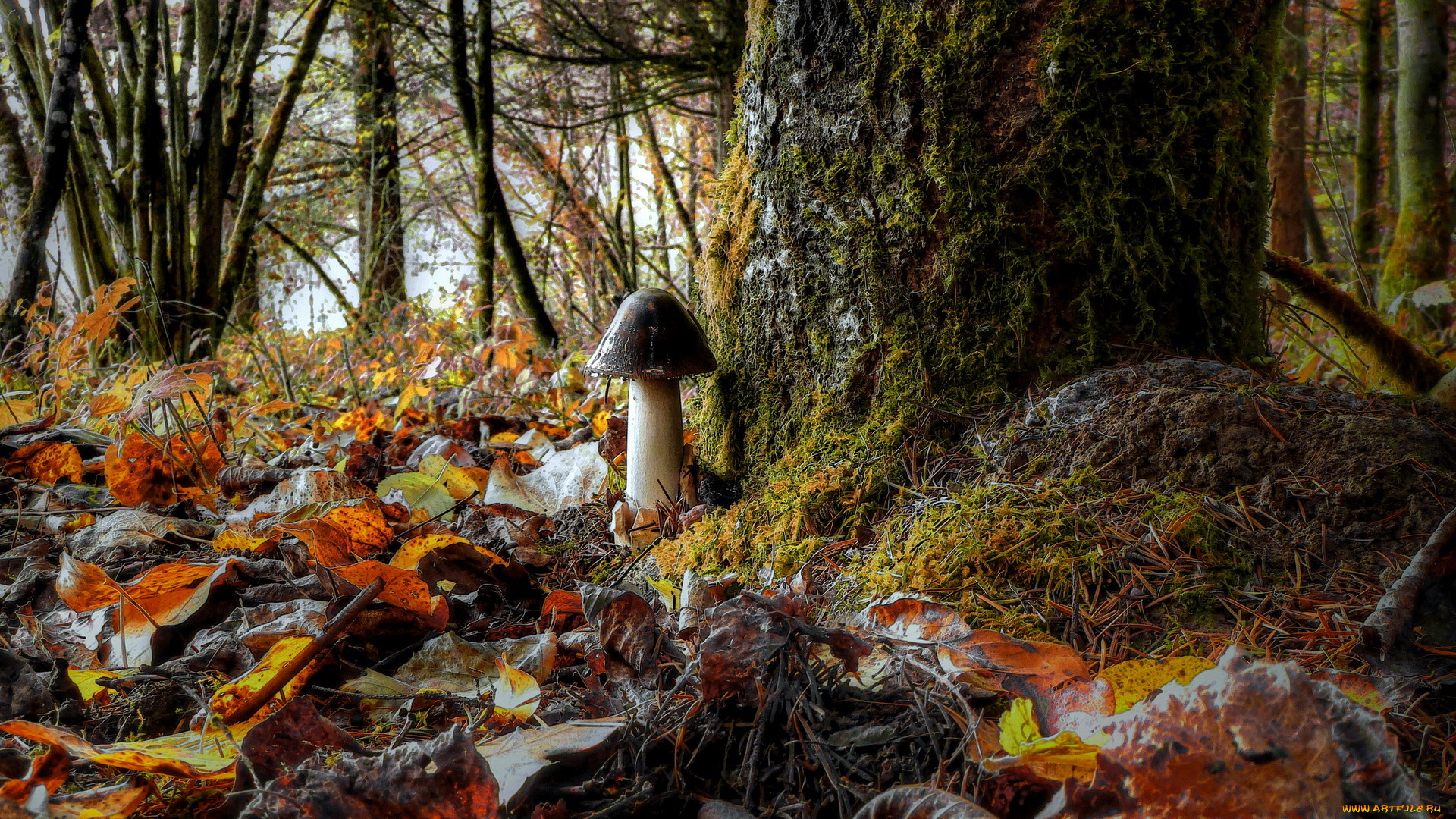природа, грибы, листья, лес