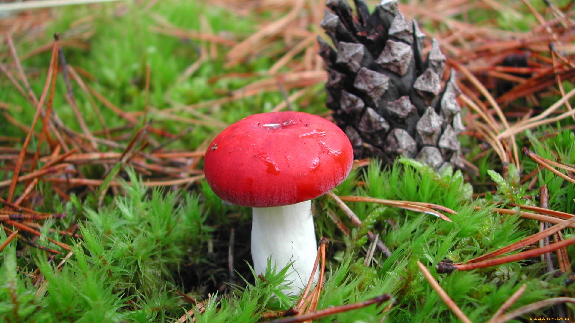 природа, грибы, трава, шишка