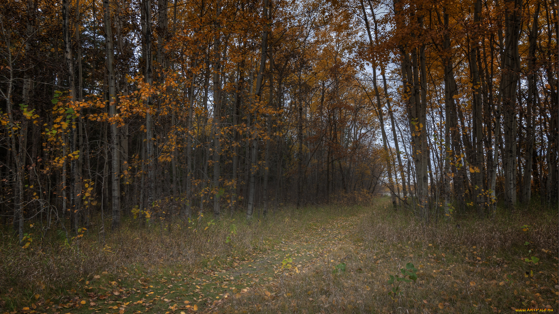 природа, лес, тропинка, осень