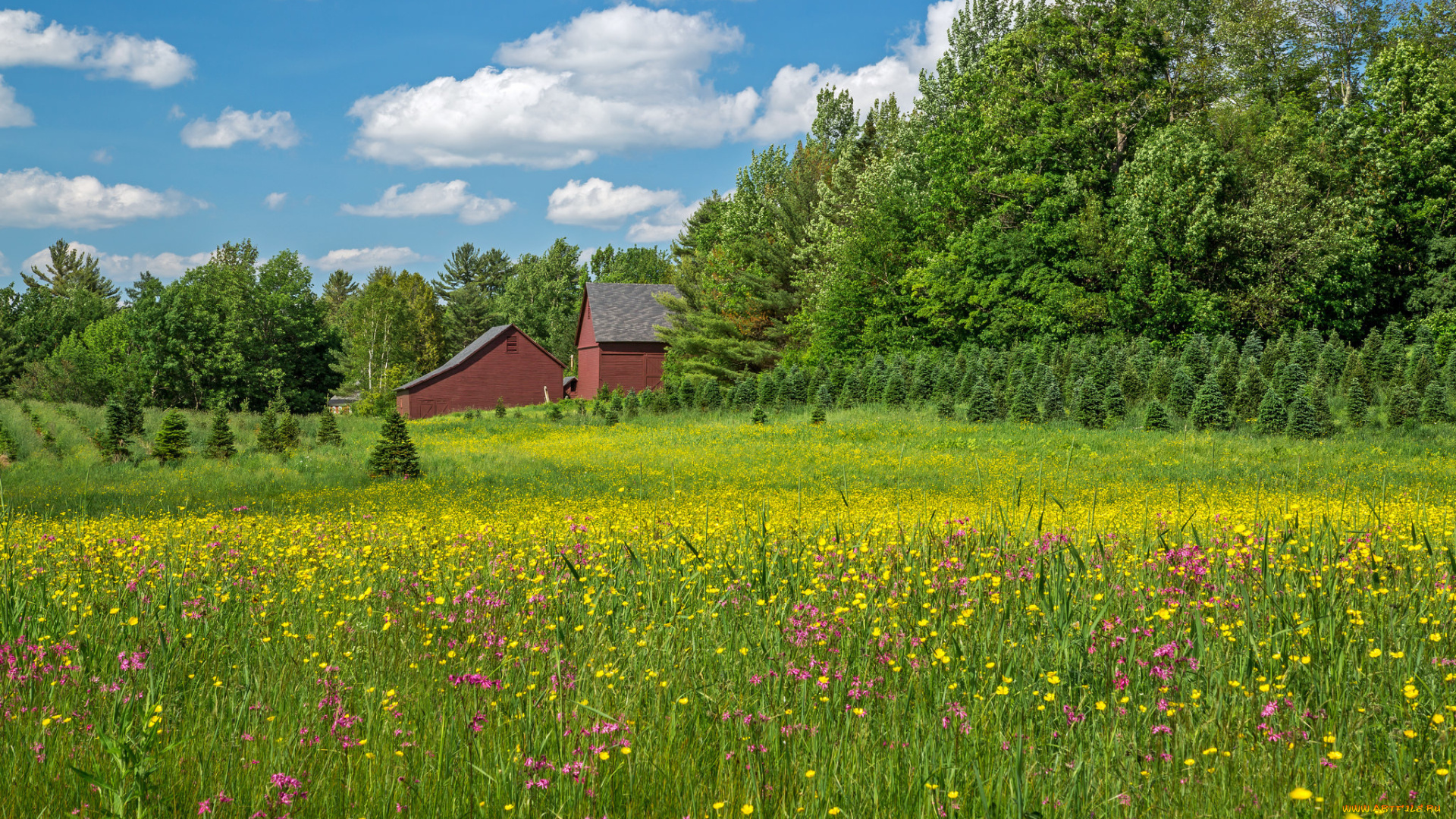 природа, луга, bethlehem, new, hampshire, вифлеем, нью-гэмпшир, луг, цветы, деревья, дома