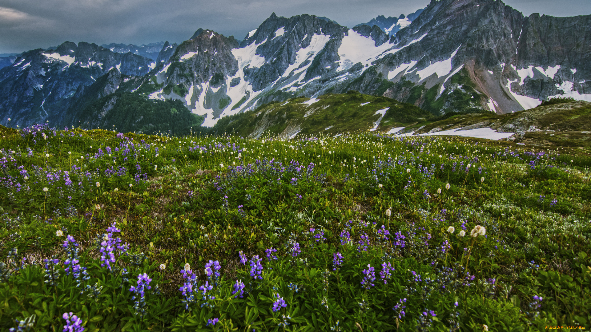 природа, луга, цветы, трава, долина, горы