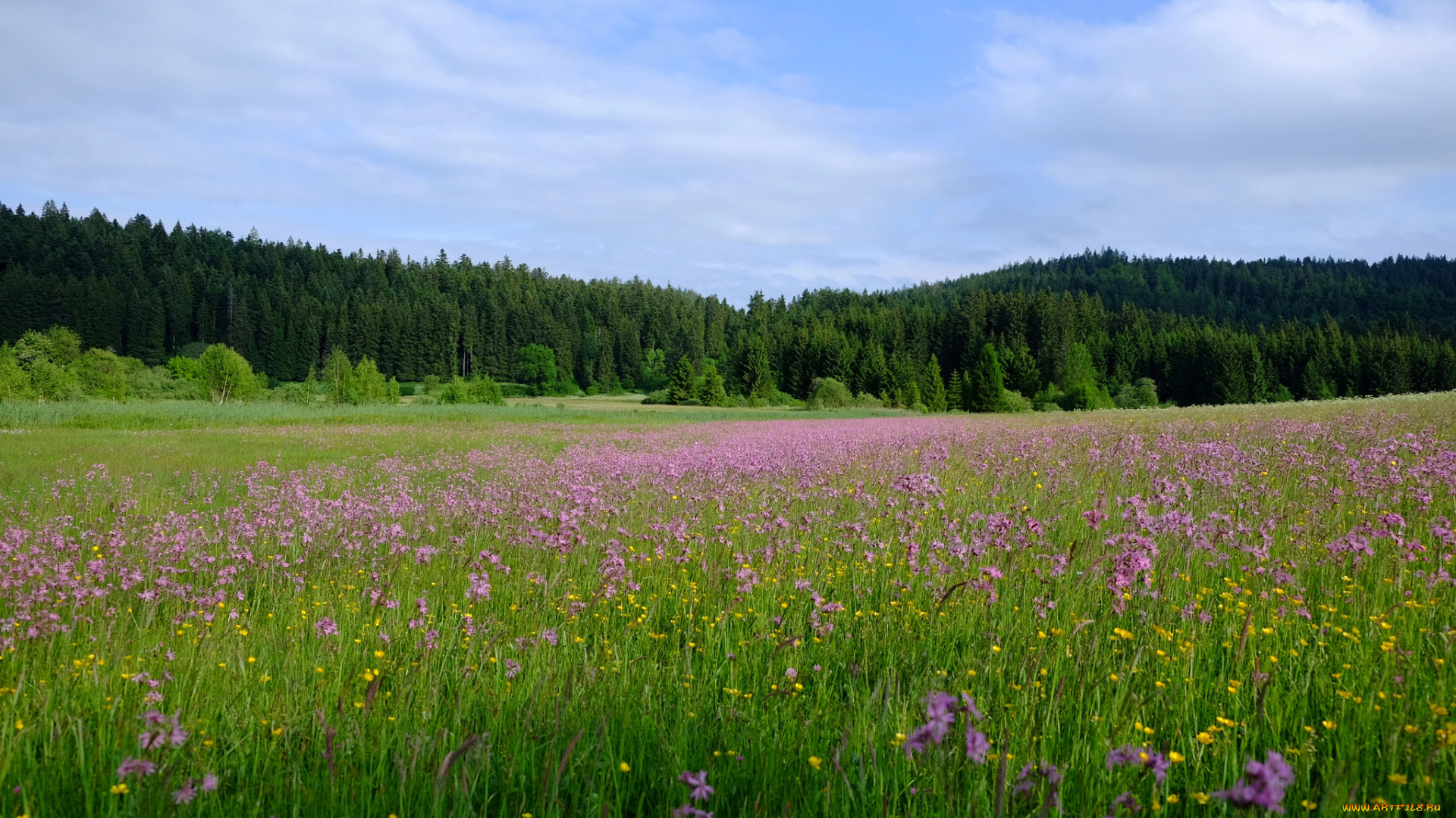 природа, луга, цветы, трава, поле, лес