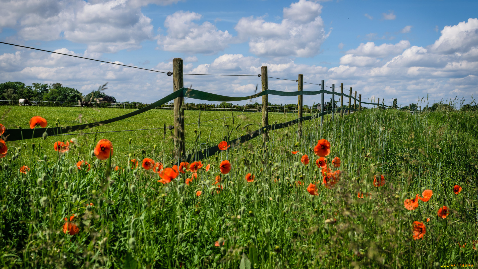 природа, луга, трава, цветы
