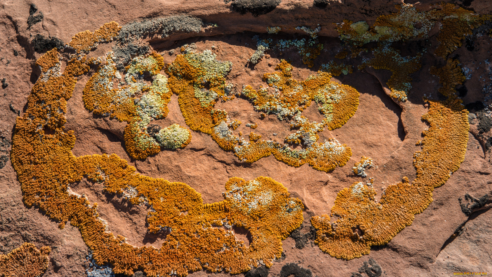 природа, макро, камень